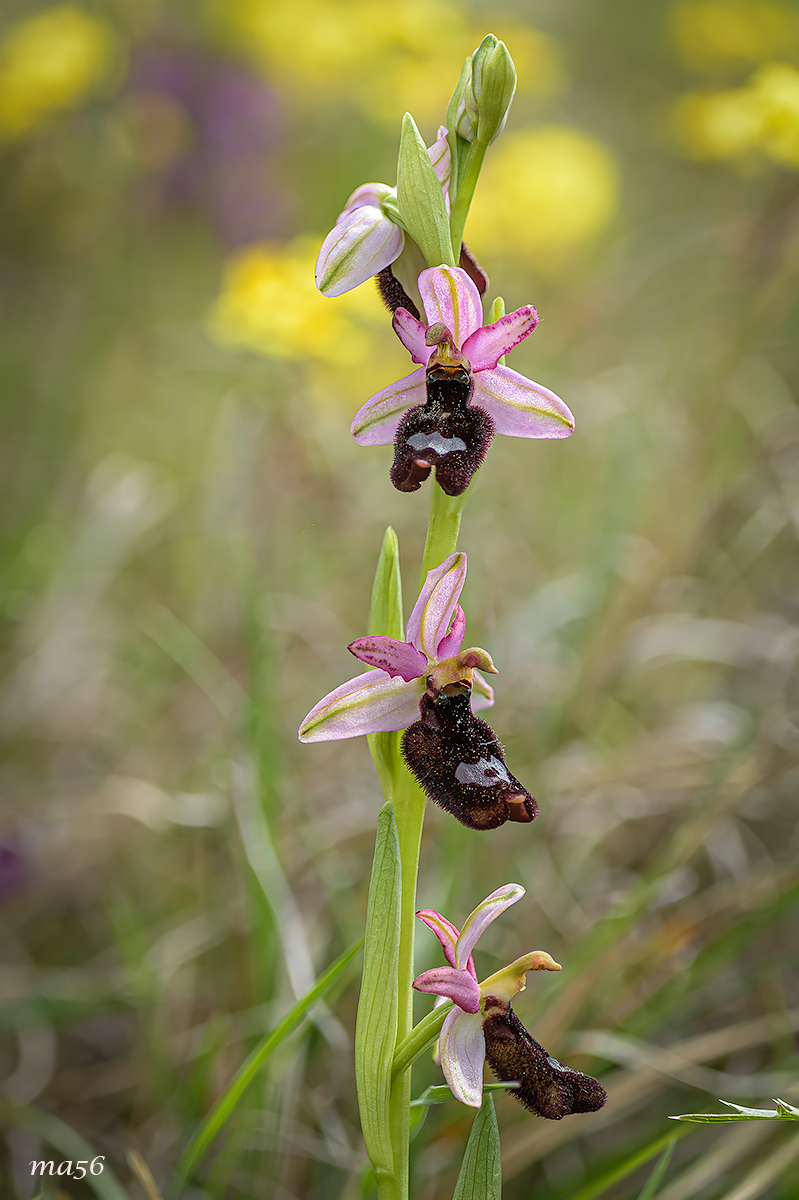 Ophrys Bertolonii...