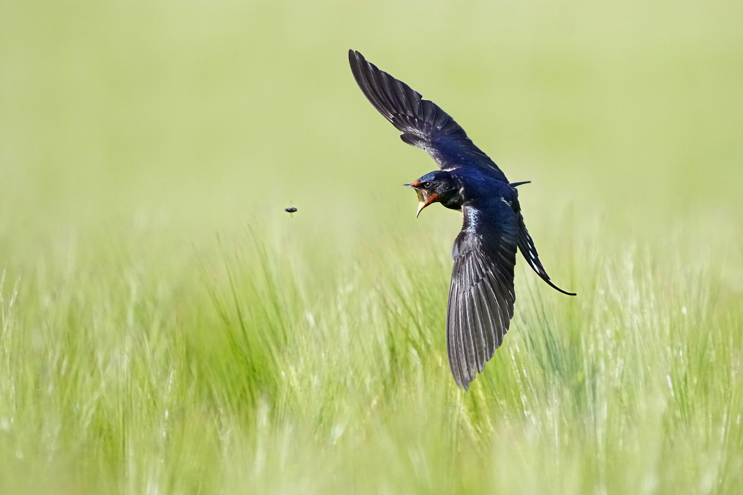 Catching - Domestic swallow...