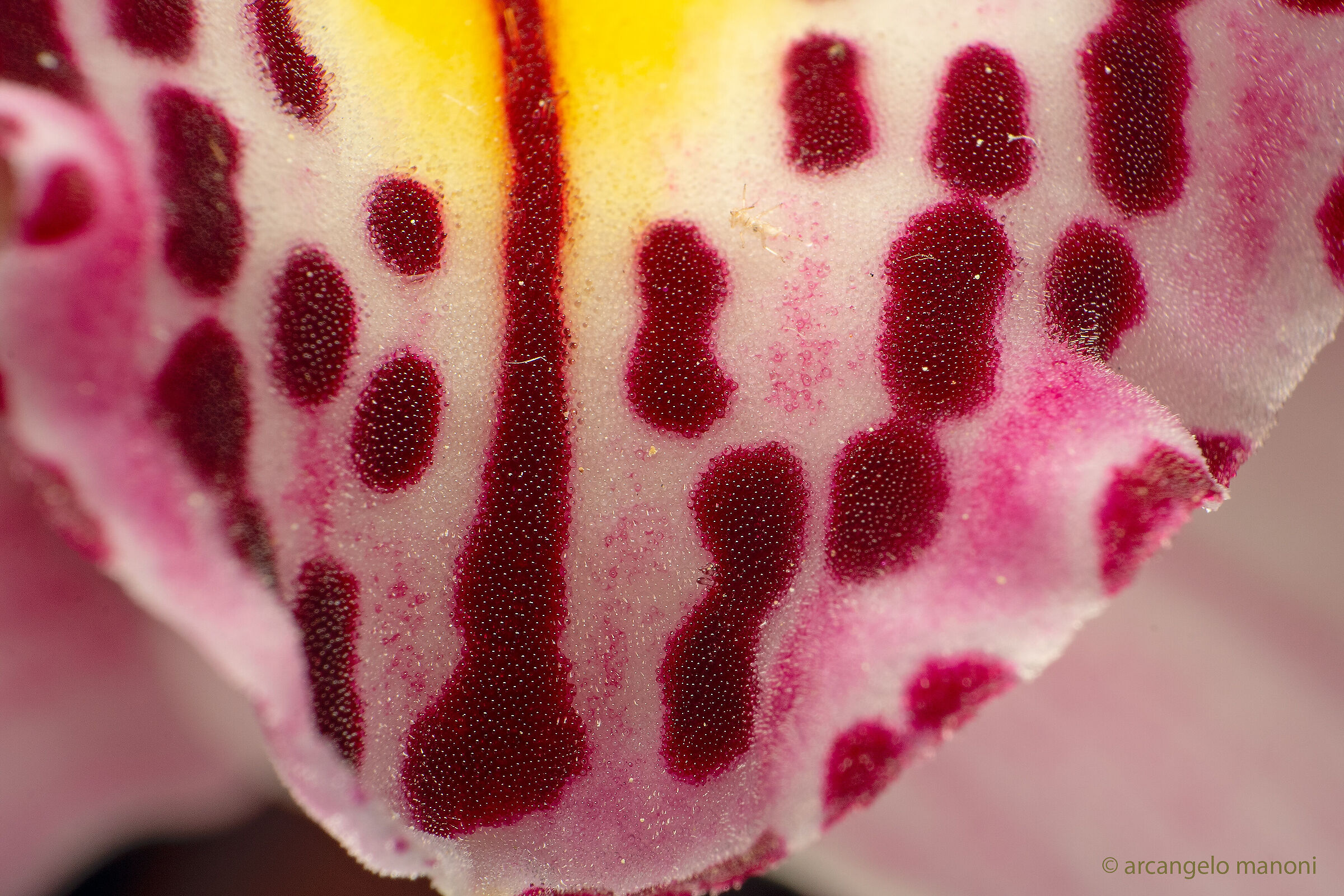 the fabric of the orchid...