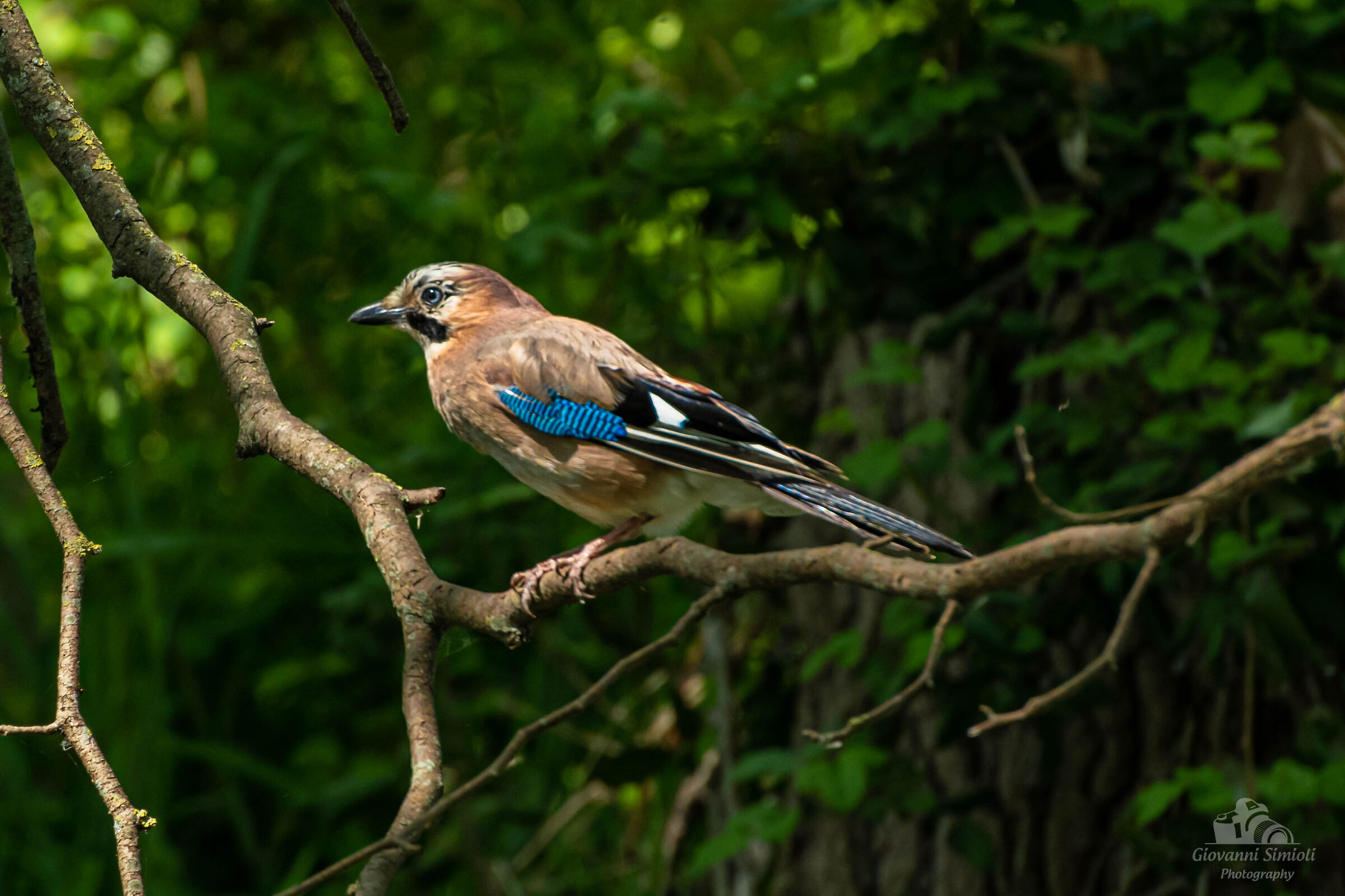 Jay at the Parco delle Risorgive in Codroipo (UD)...