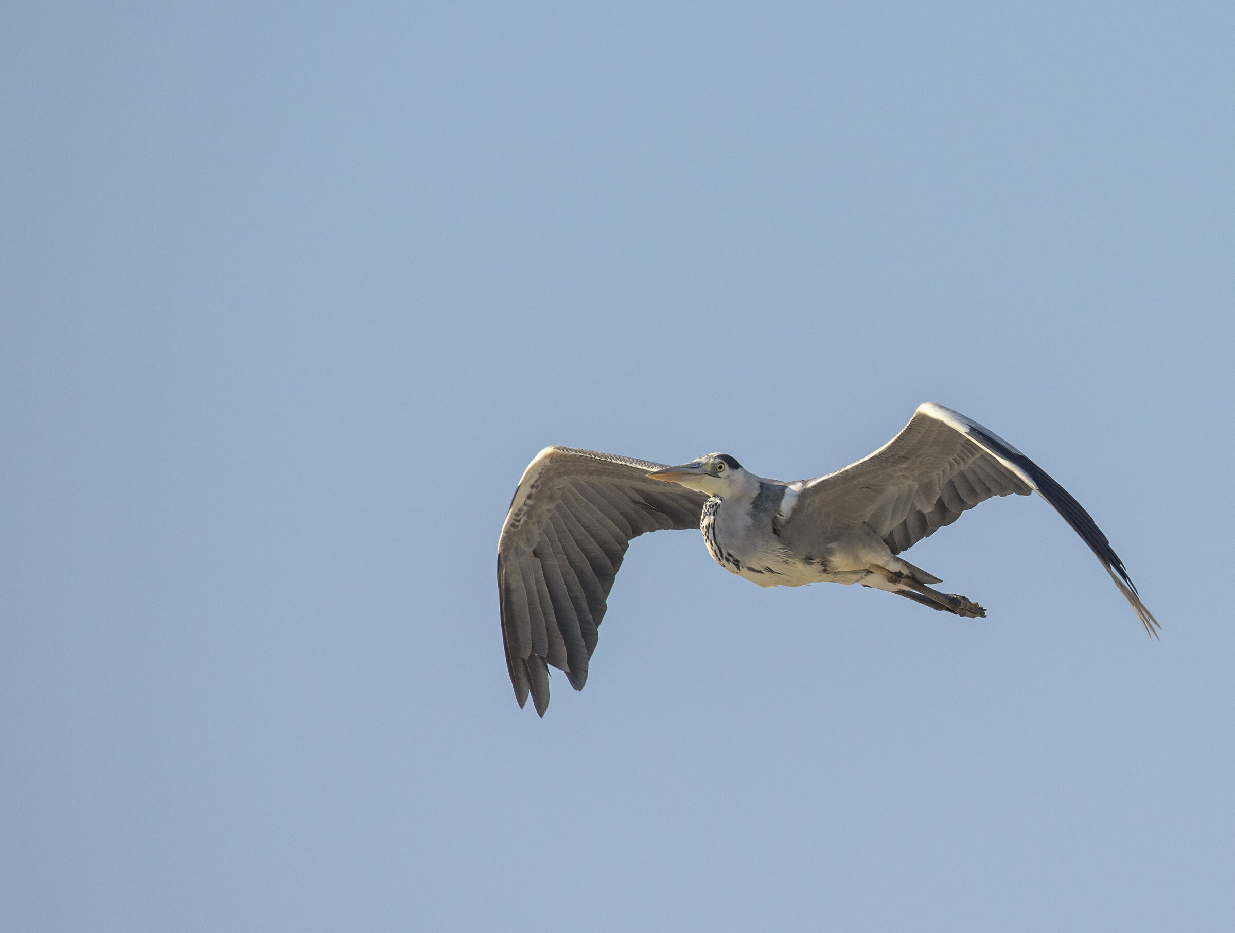 Grey heron in flight...