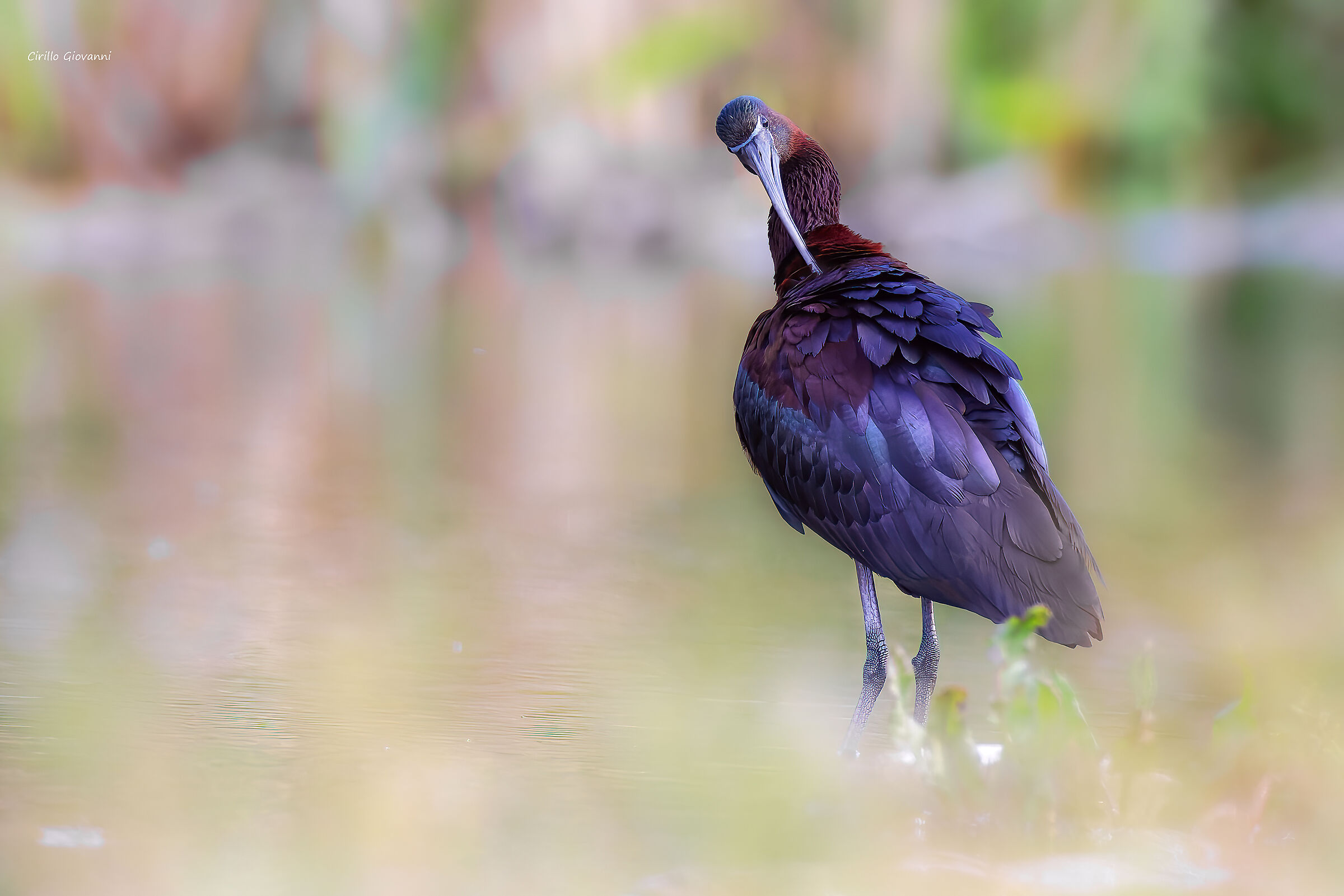 Glossy ibis ...