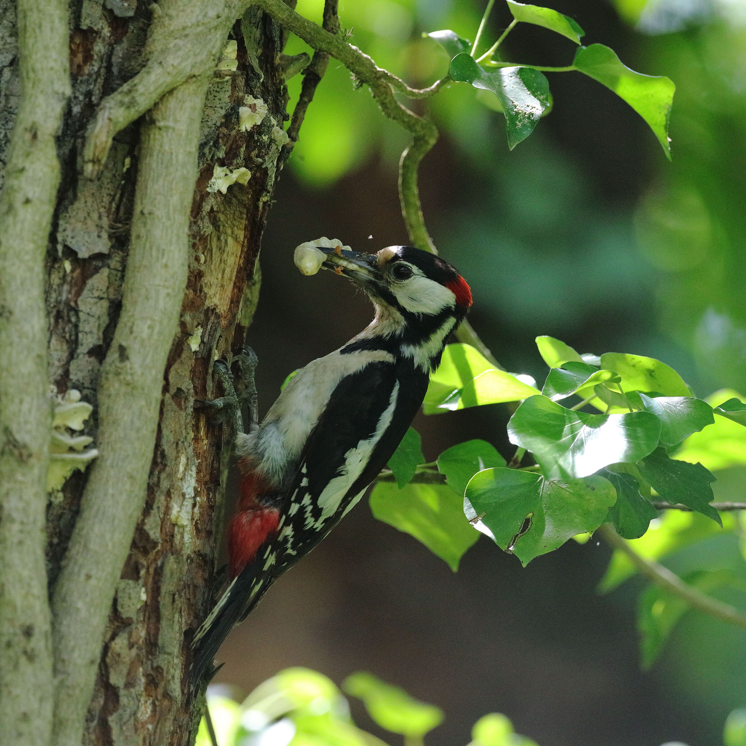 greater roan woodpecker...