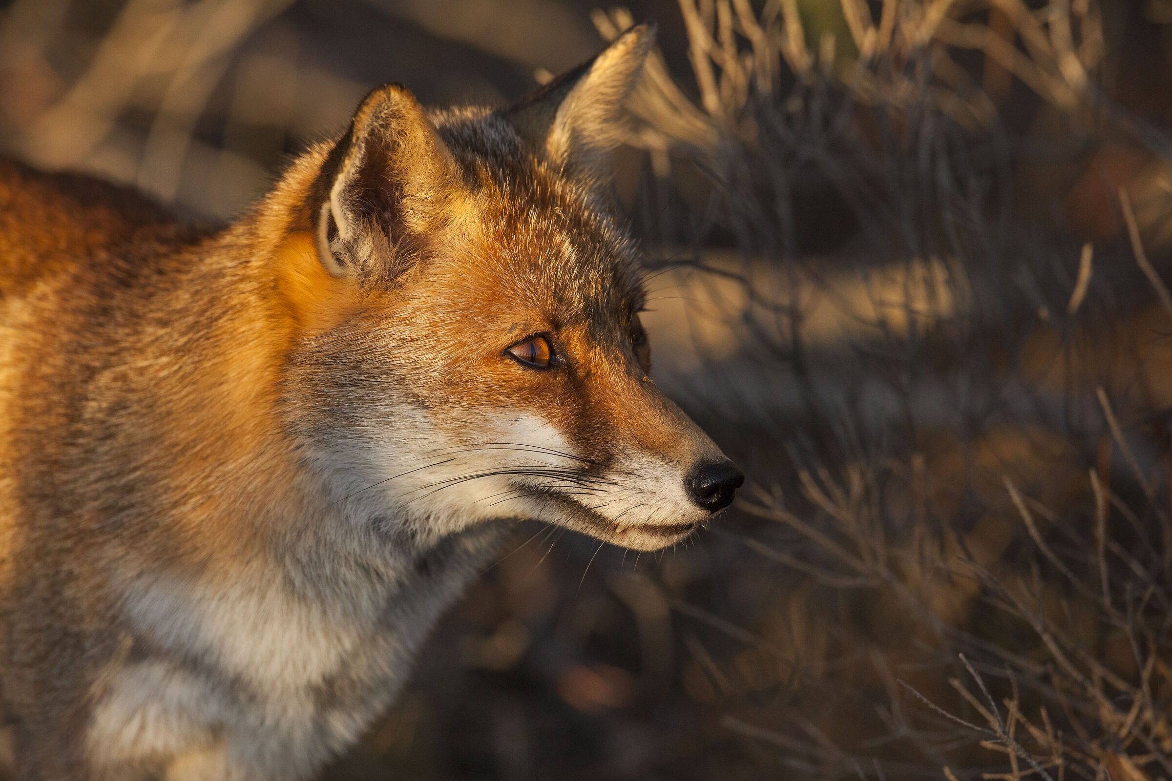 fox at sunset...