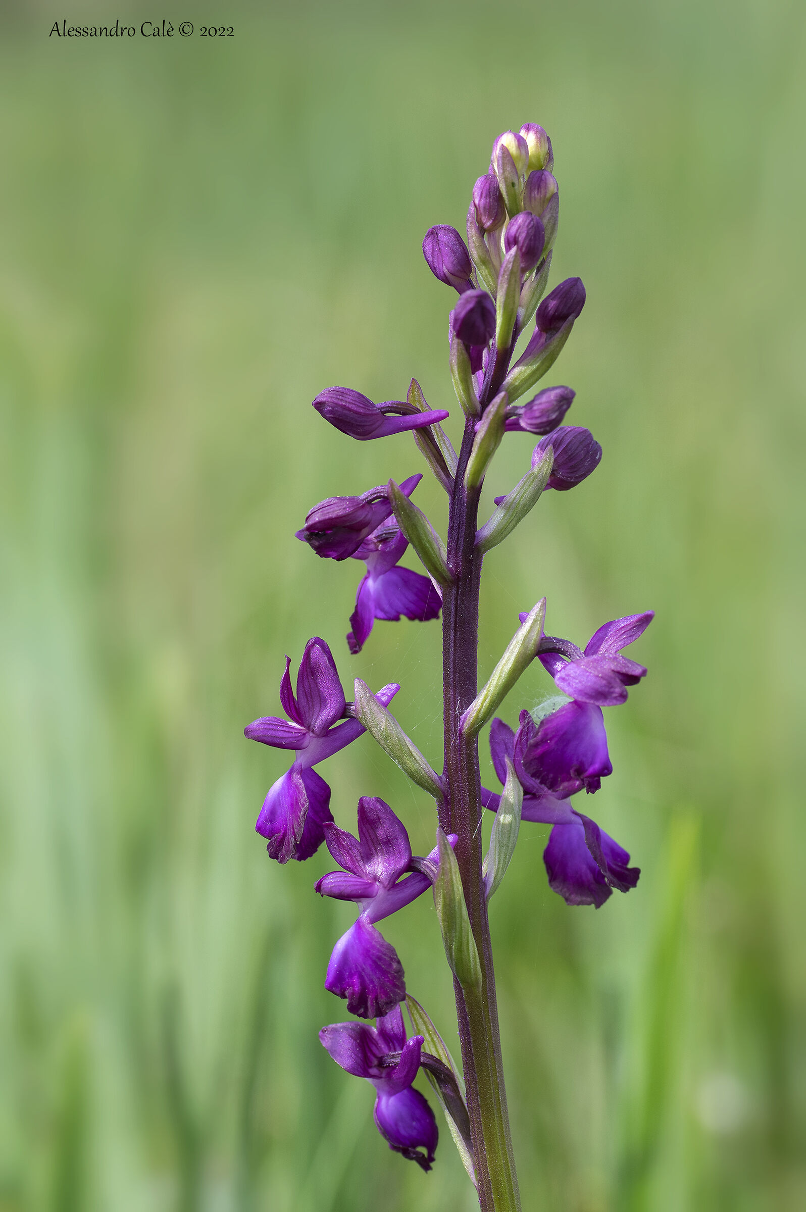 Orchis laxiflora 3880...