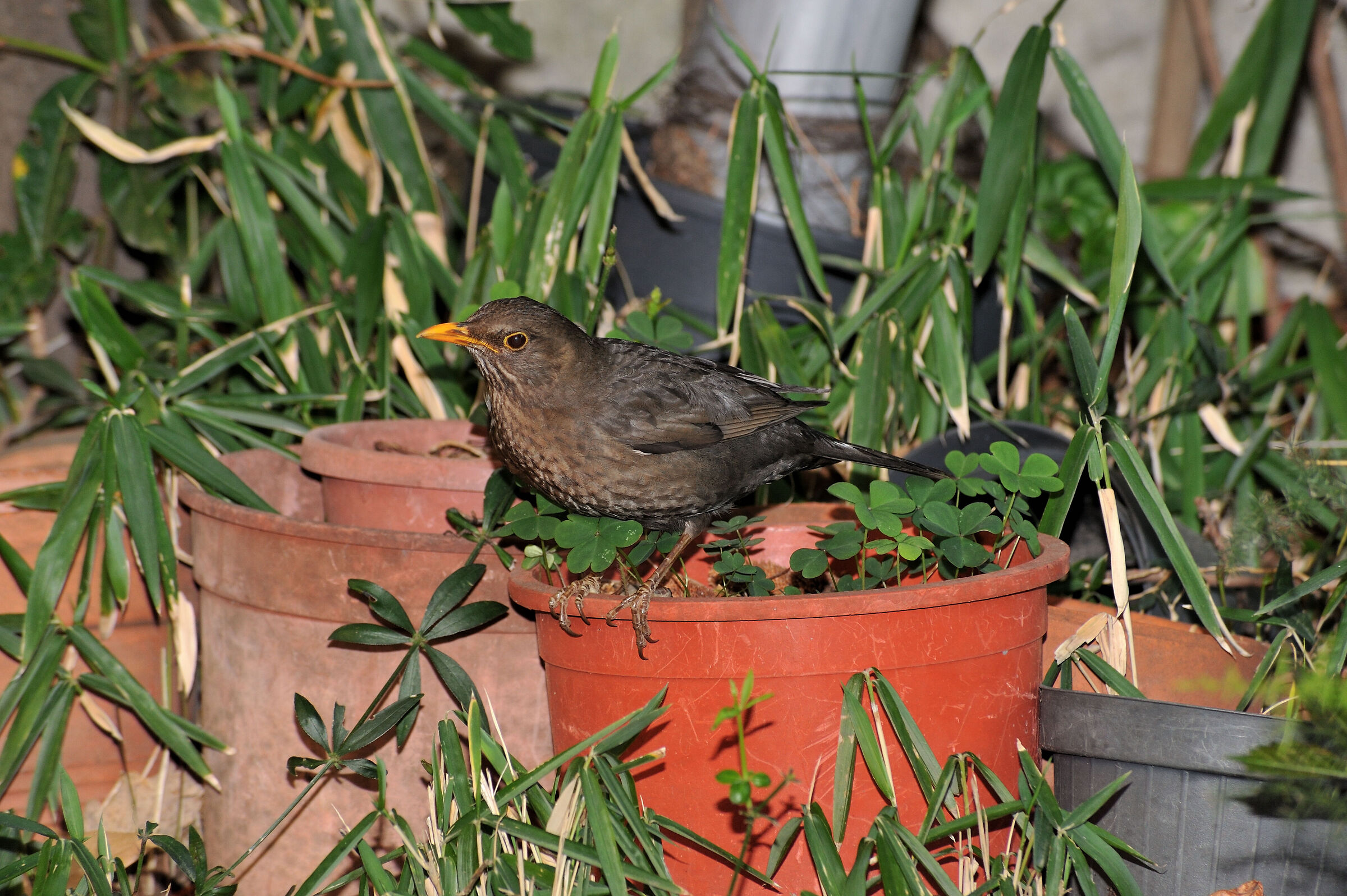 Female blackbird looking for food for pullets...