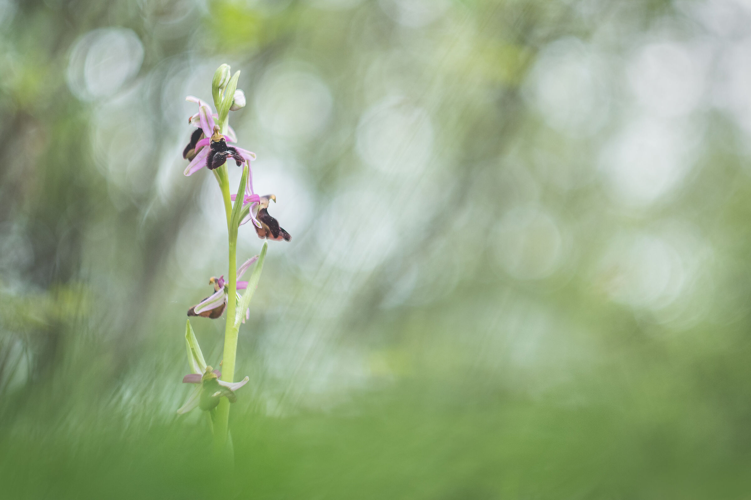 Ophrys bertolonii subsp. benacensis...