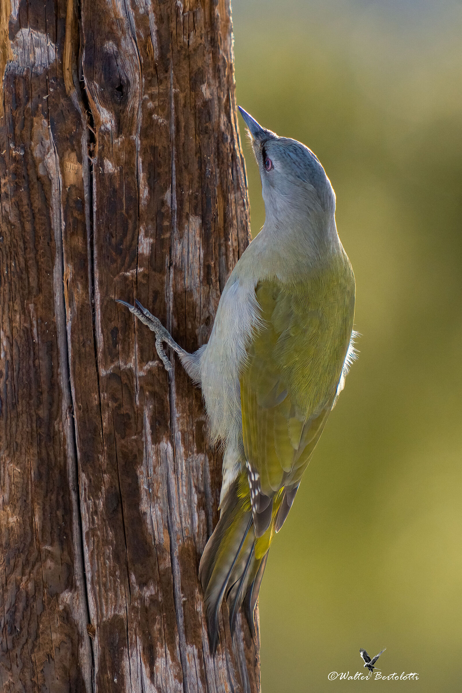 grey-headed woodpecker...