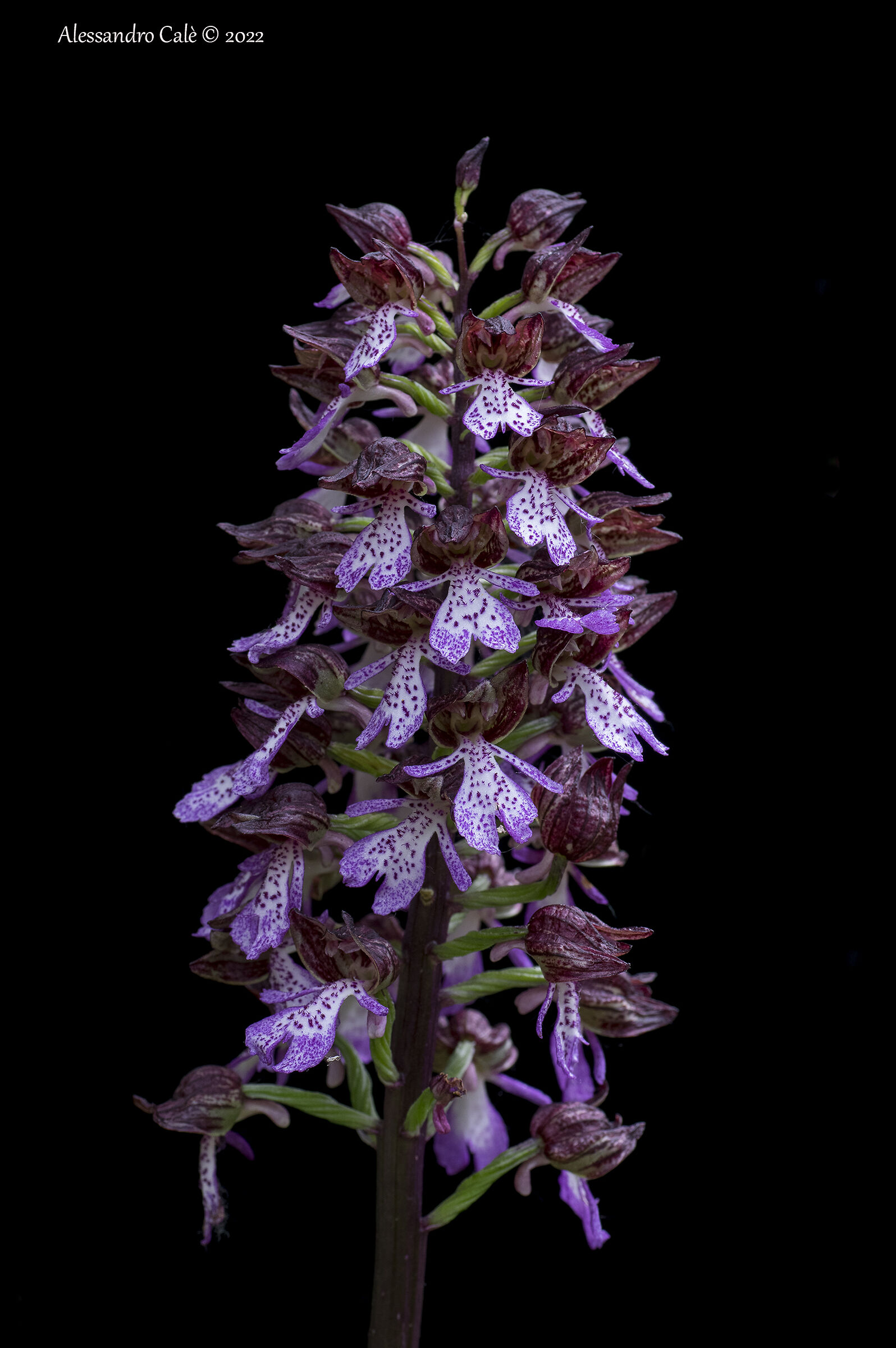 Orchis purpurea 0495...