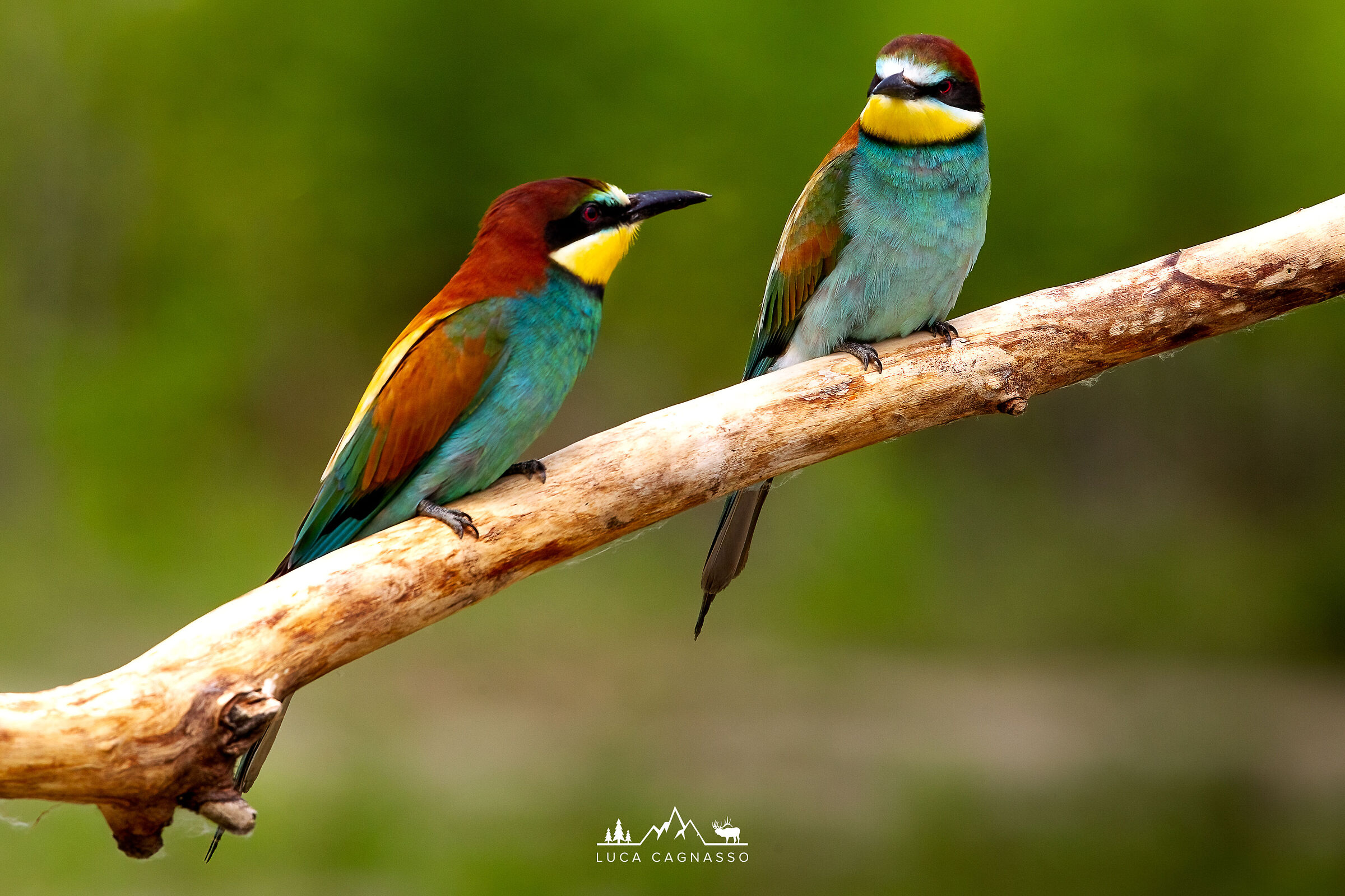 Bee-eaters on branch...