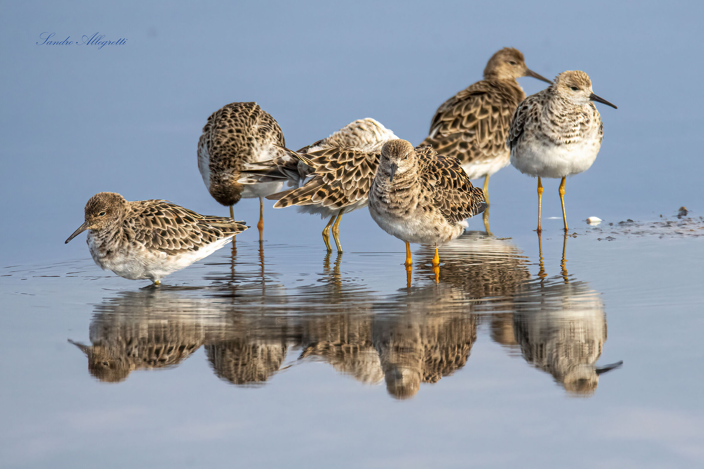 Small group of "fighters" (Calidris pugnax)...