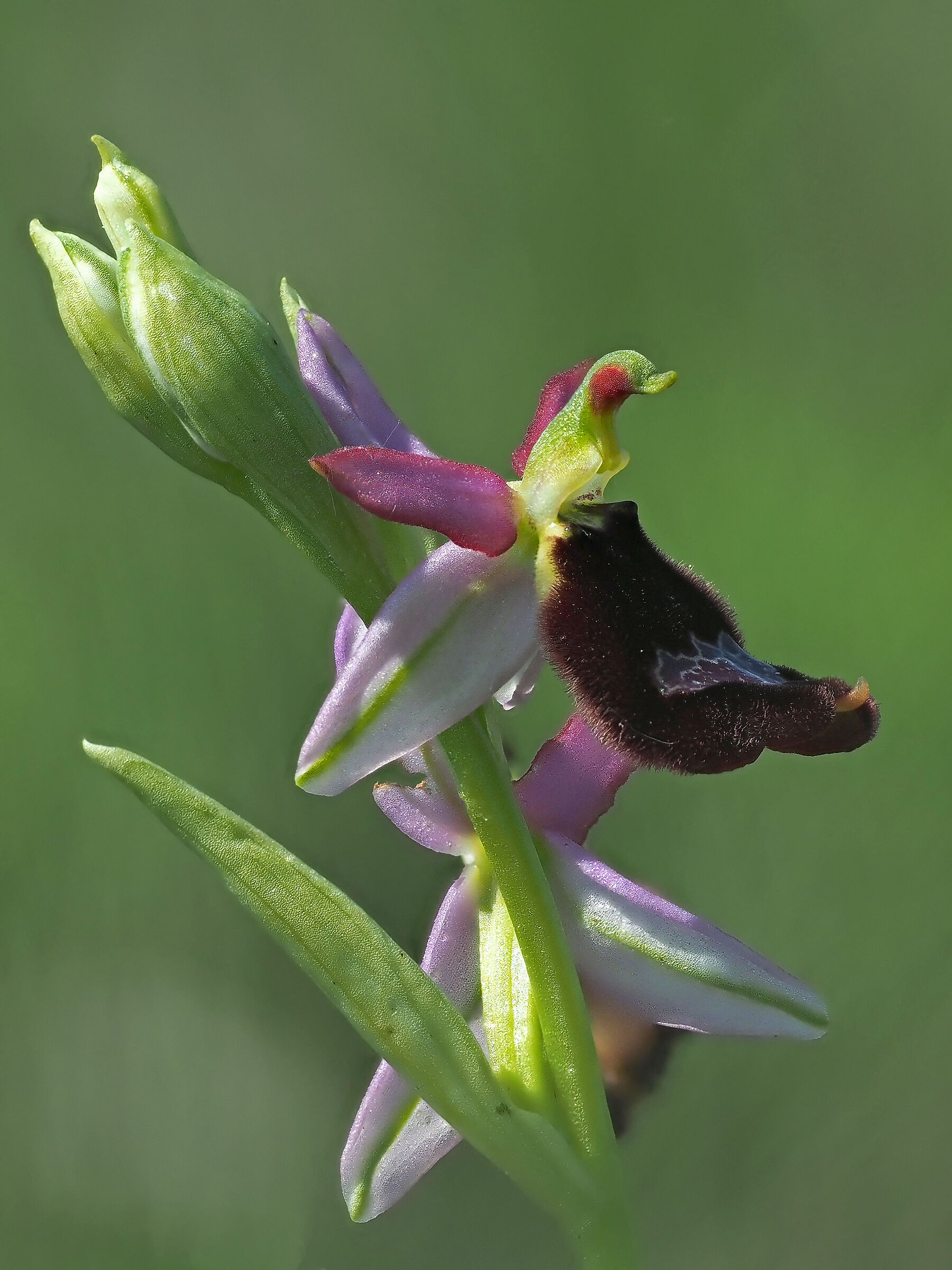 Ophrys benacensis...
