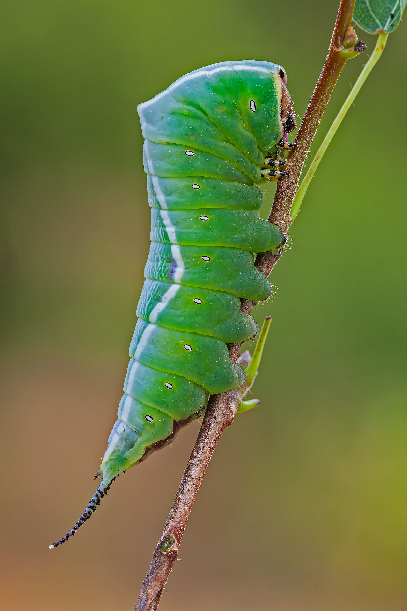 Caterpillar of Cerura vinula...
