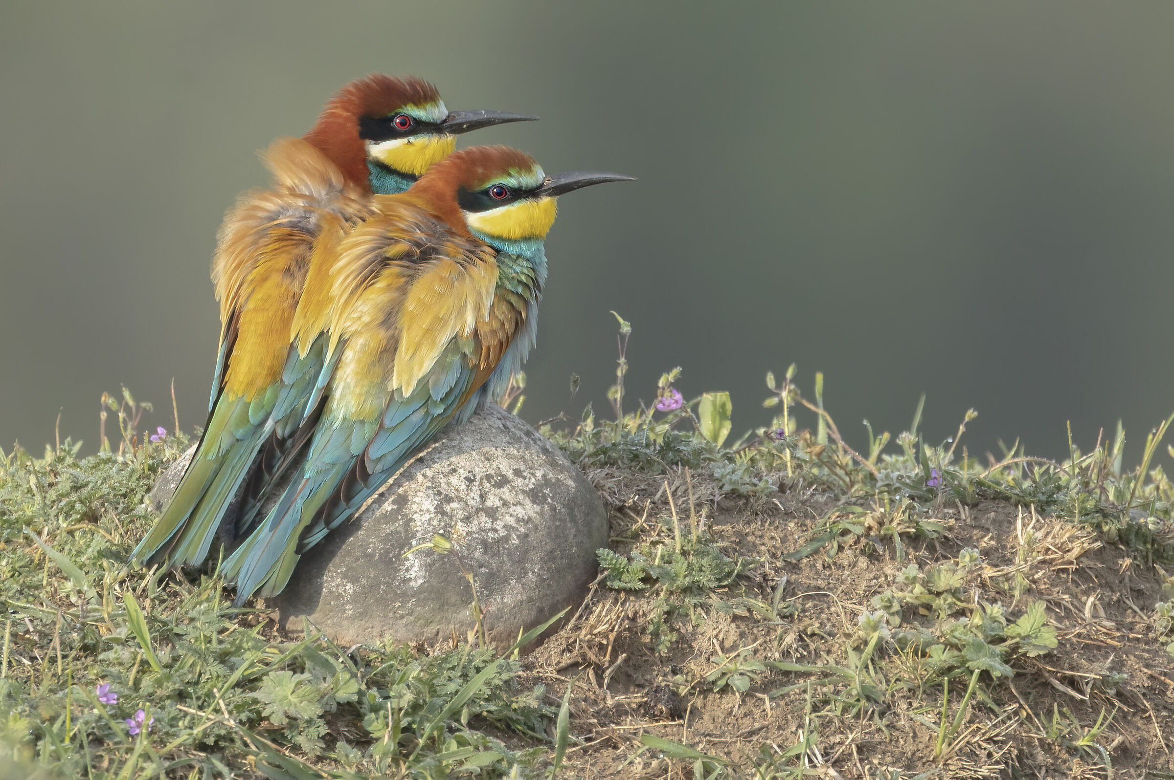 bee-eaters 2022...