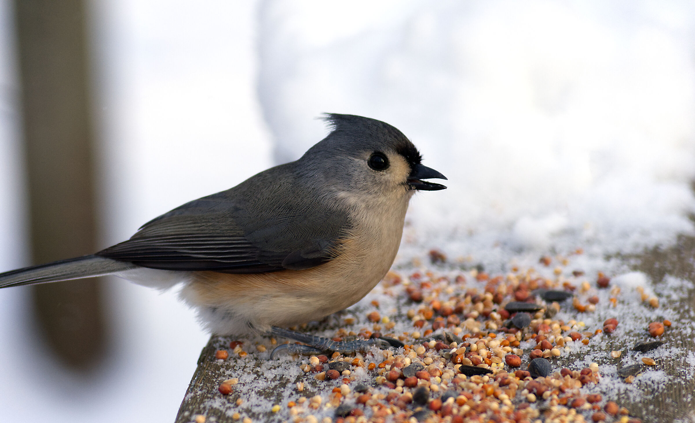 Tufted Titmouse...