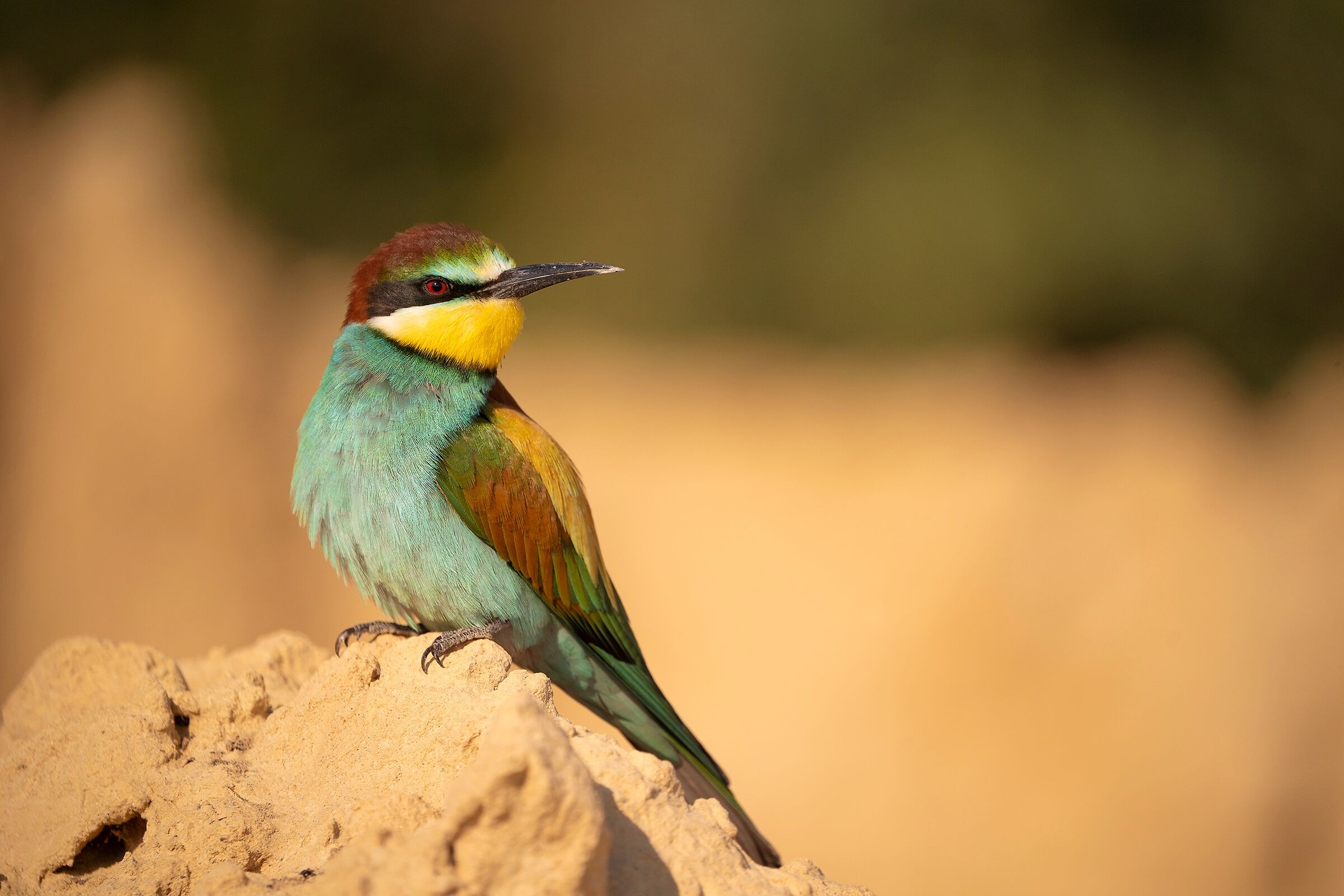 The first Bee-eater is never forgotten ...