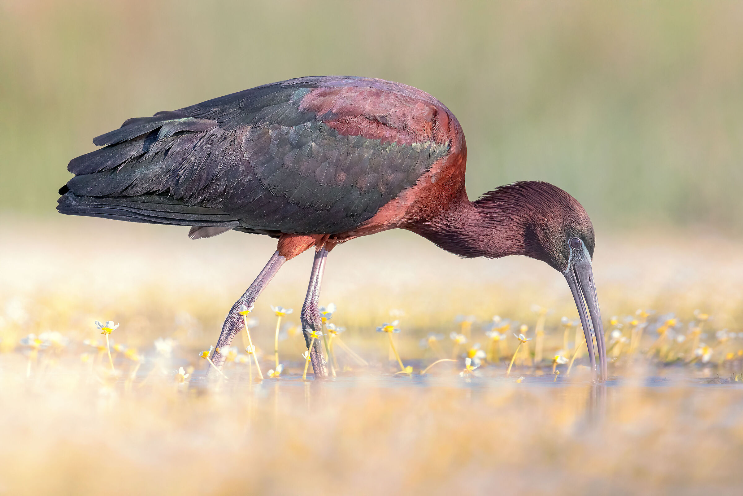 Glossy ibis.. no crop...