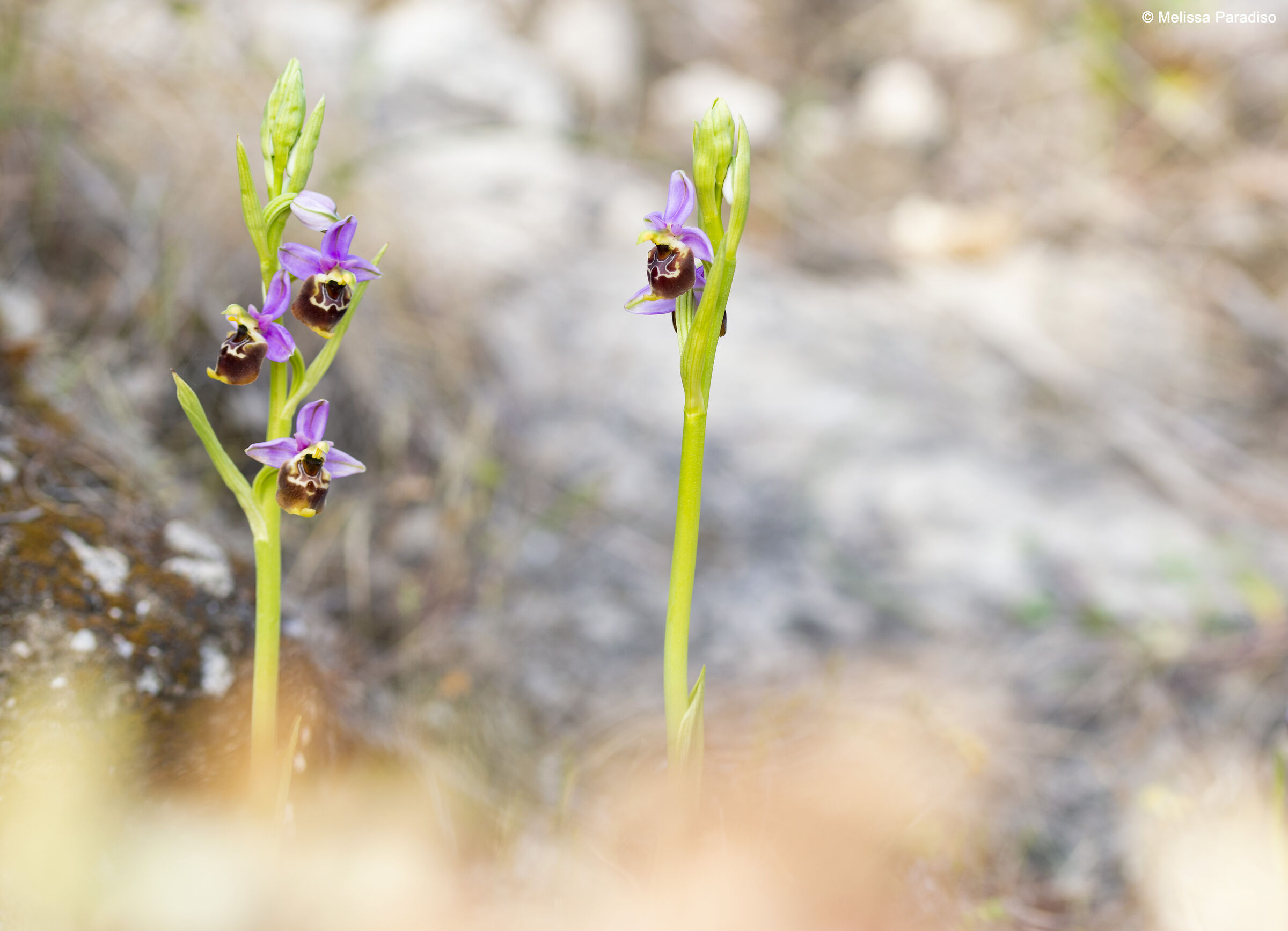 Ophrys holosericea subsp. Apennines?...