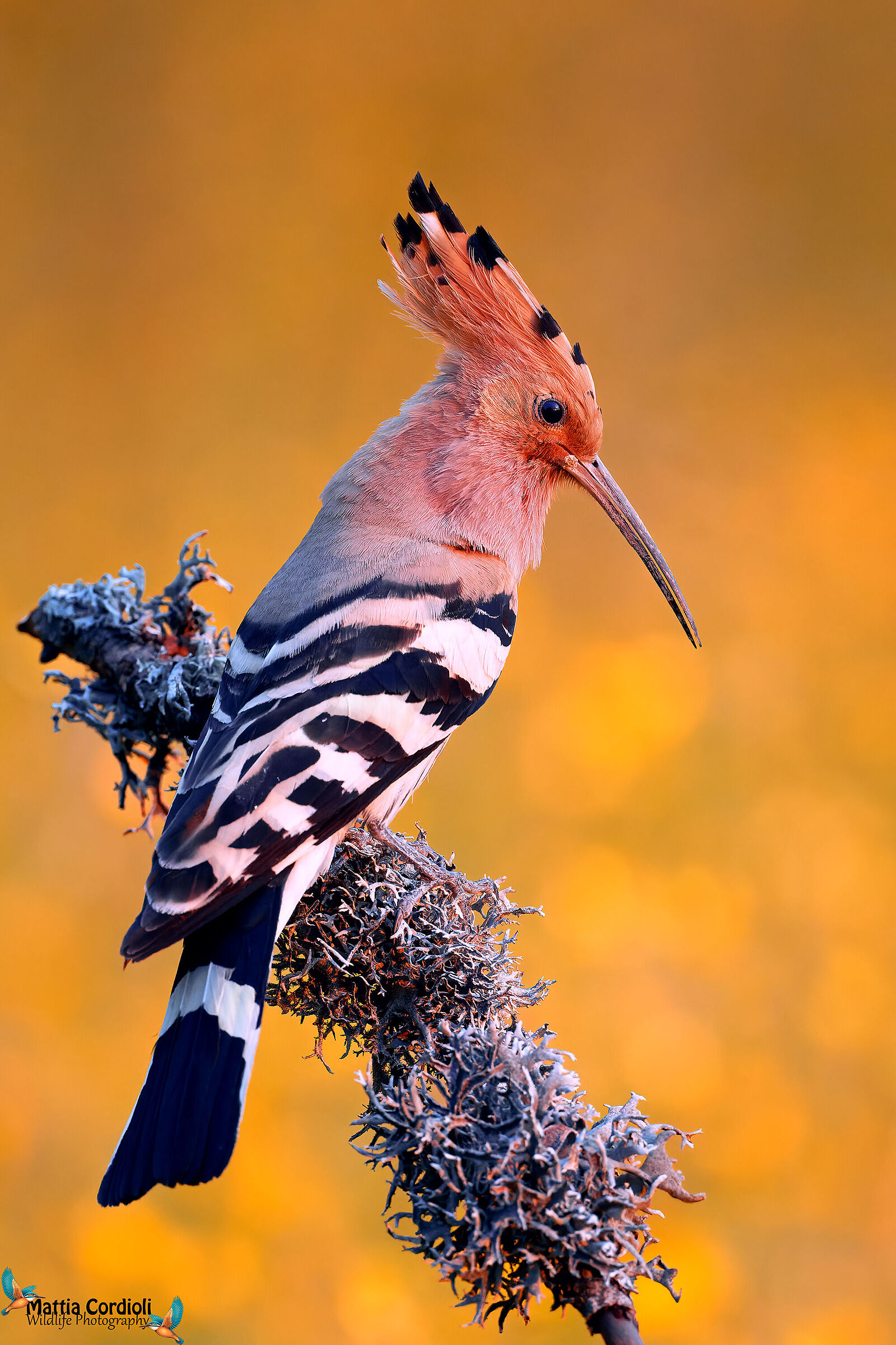 hoopoe at sunset...