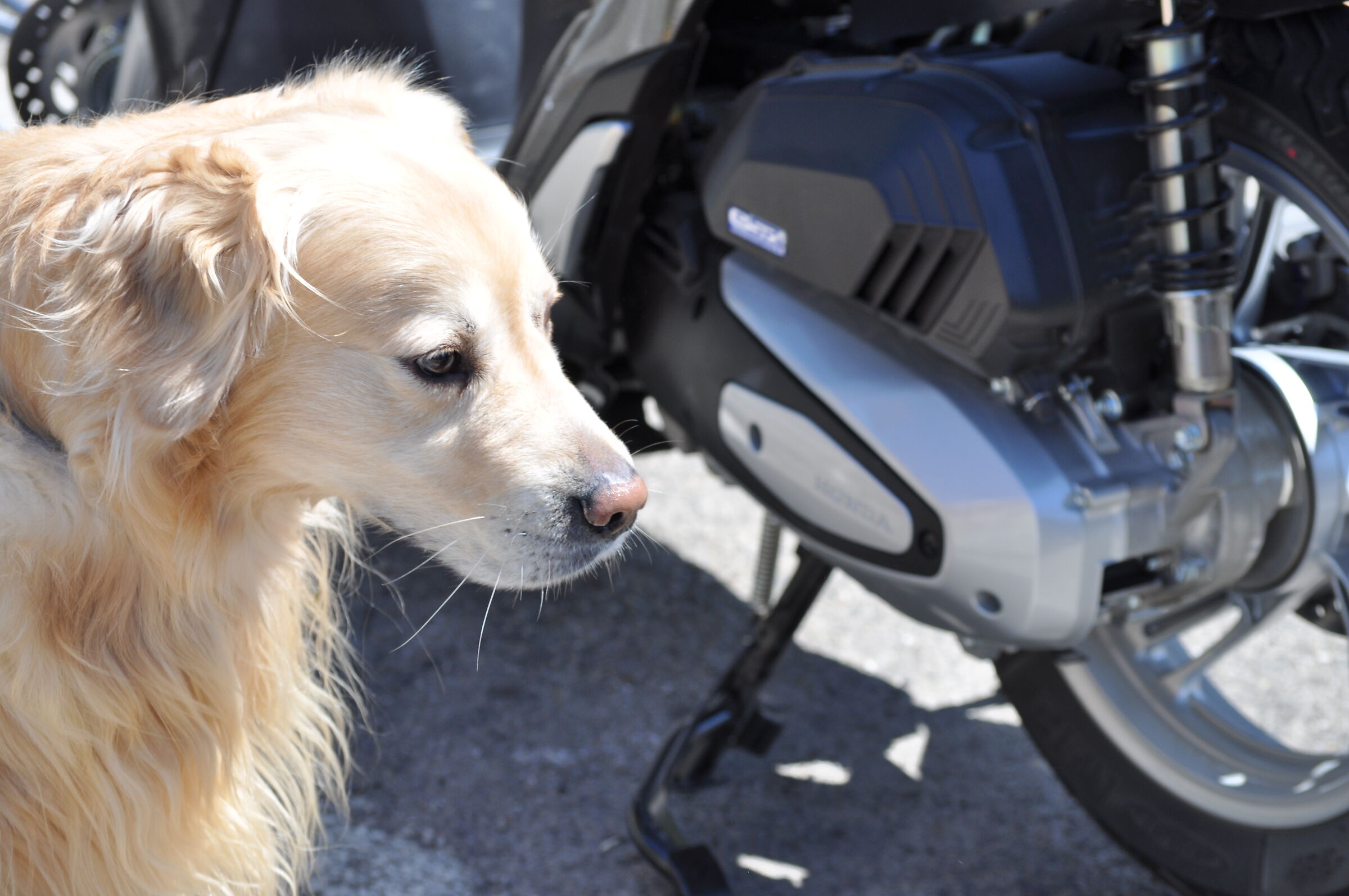 The dog and the motorcycle...
