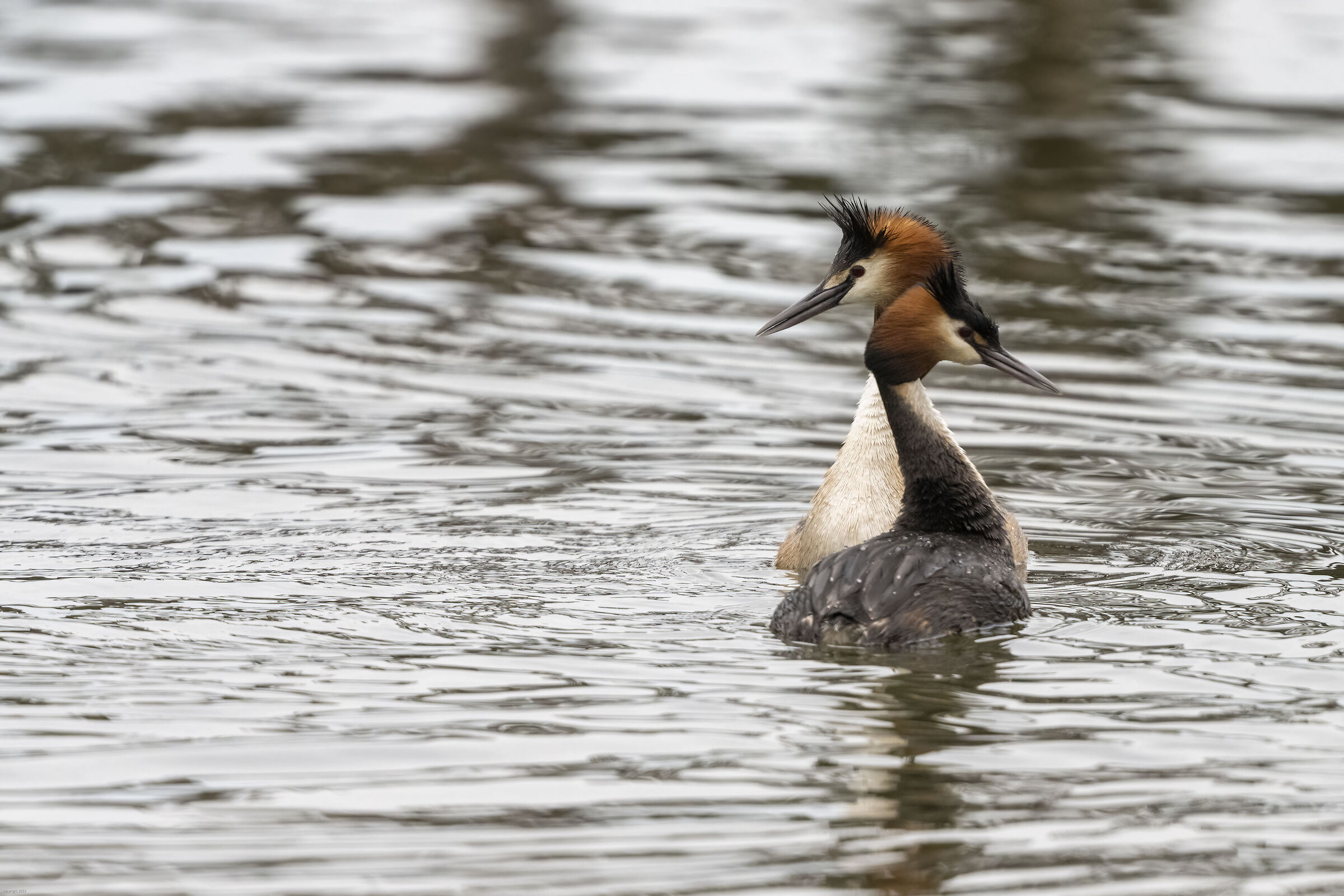 pair of grebes...