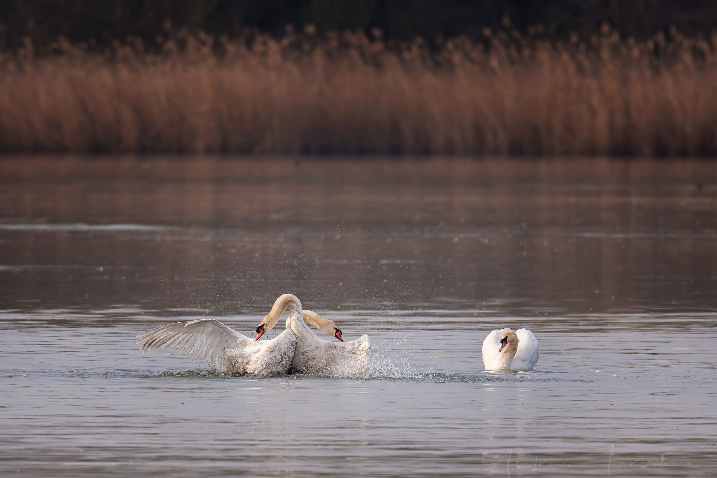 Competing swans...