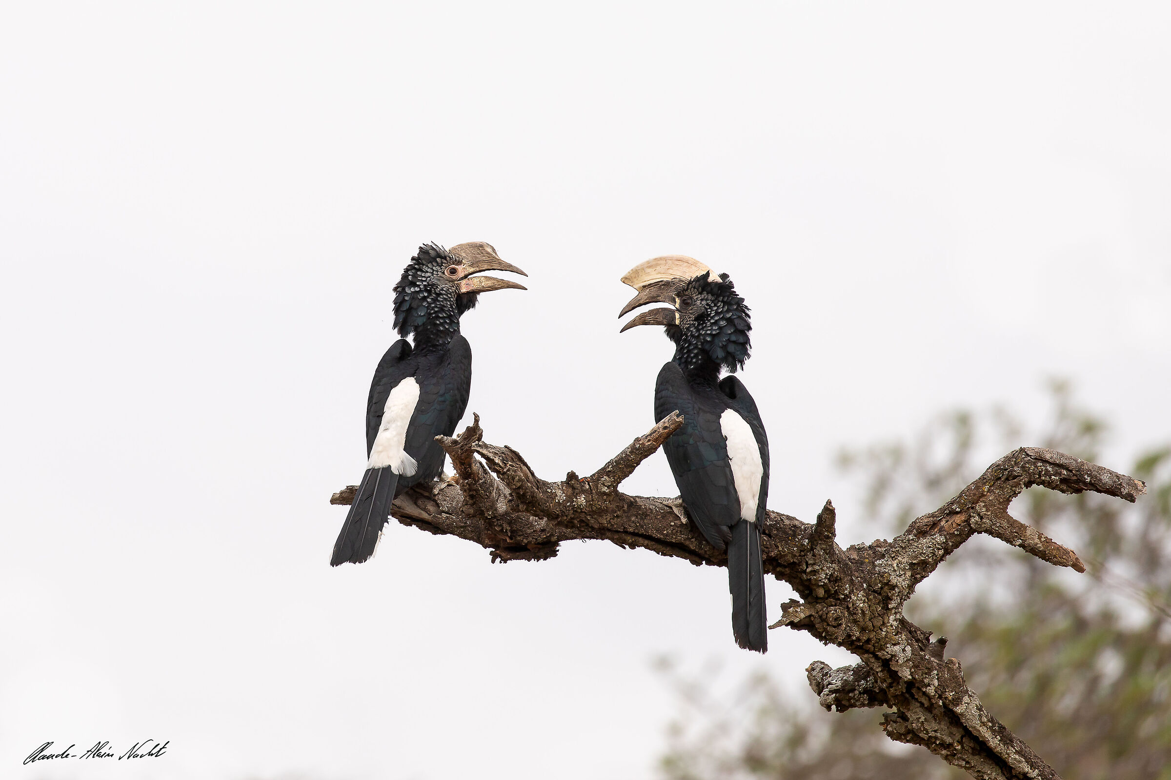 Couple of Silvery-cheeked Hornbill  Bycanistes brevis...