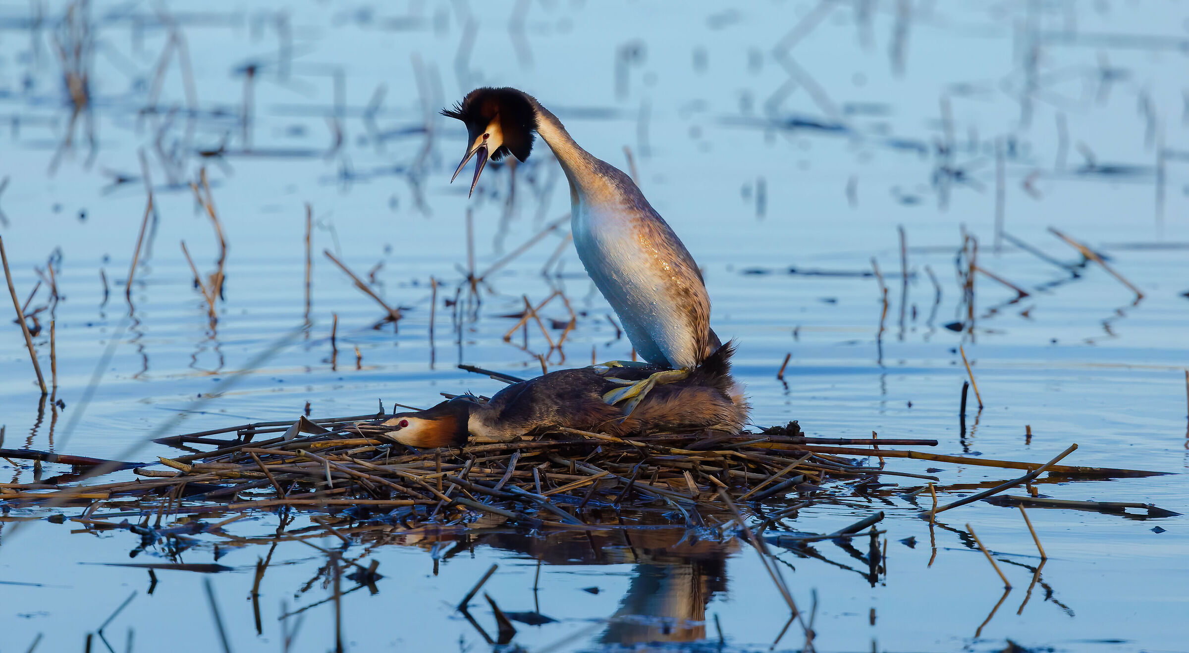 The grebes in love...