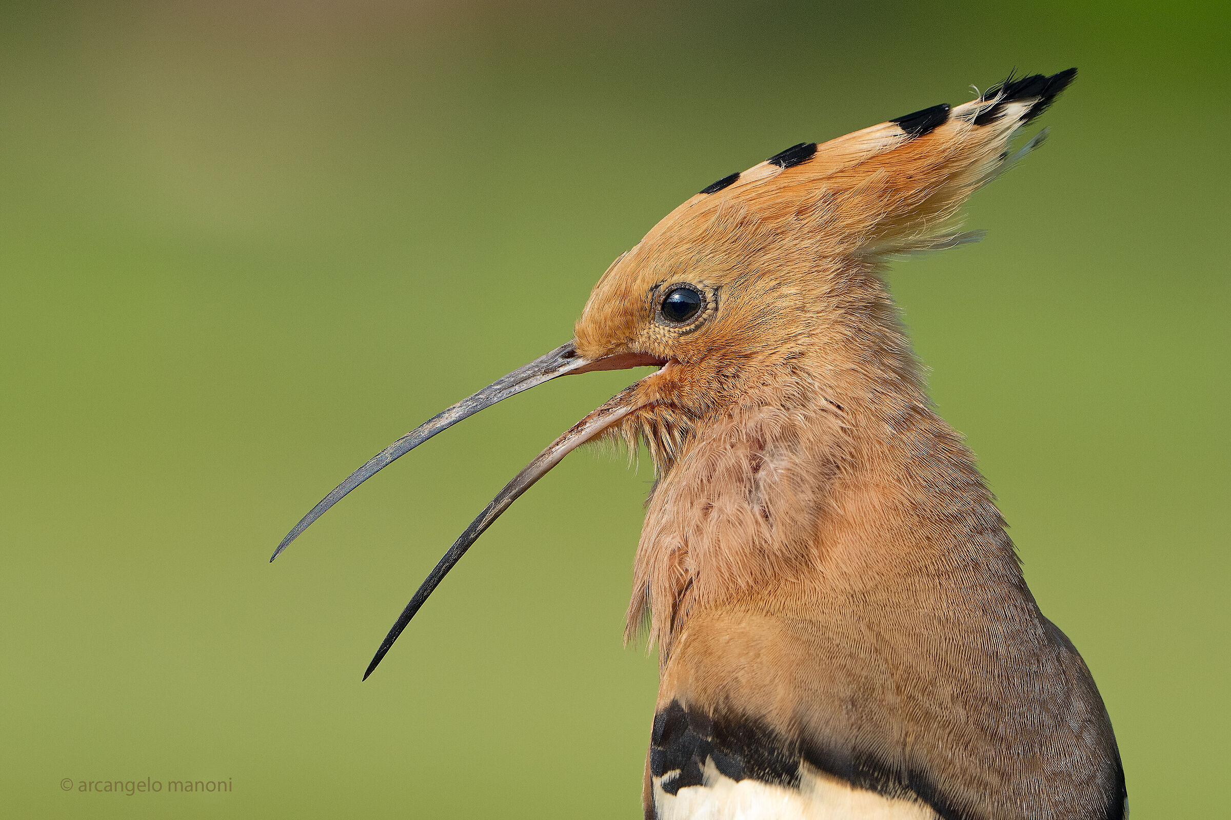 The verse of the hoopoe...
