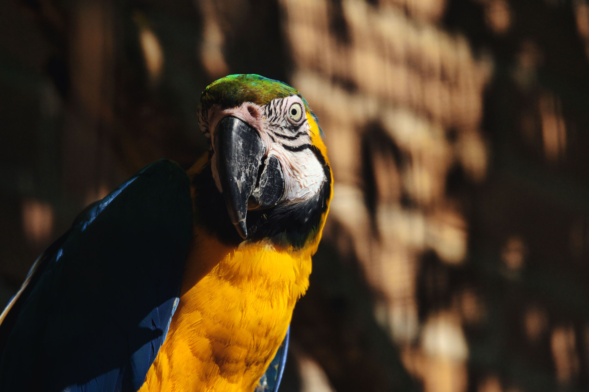 Yellow-blue macaw...