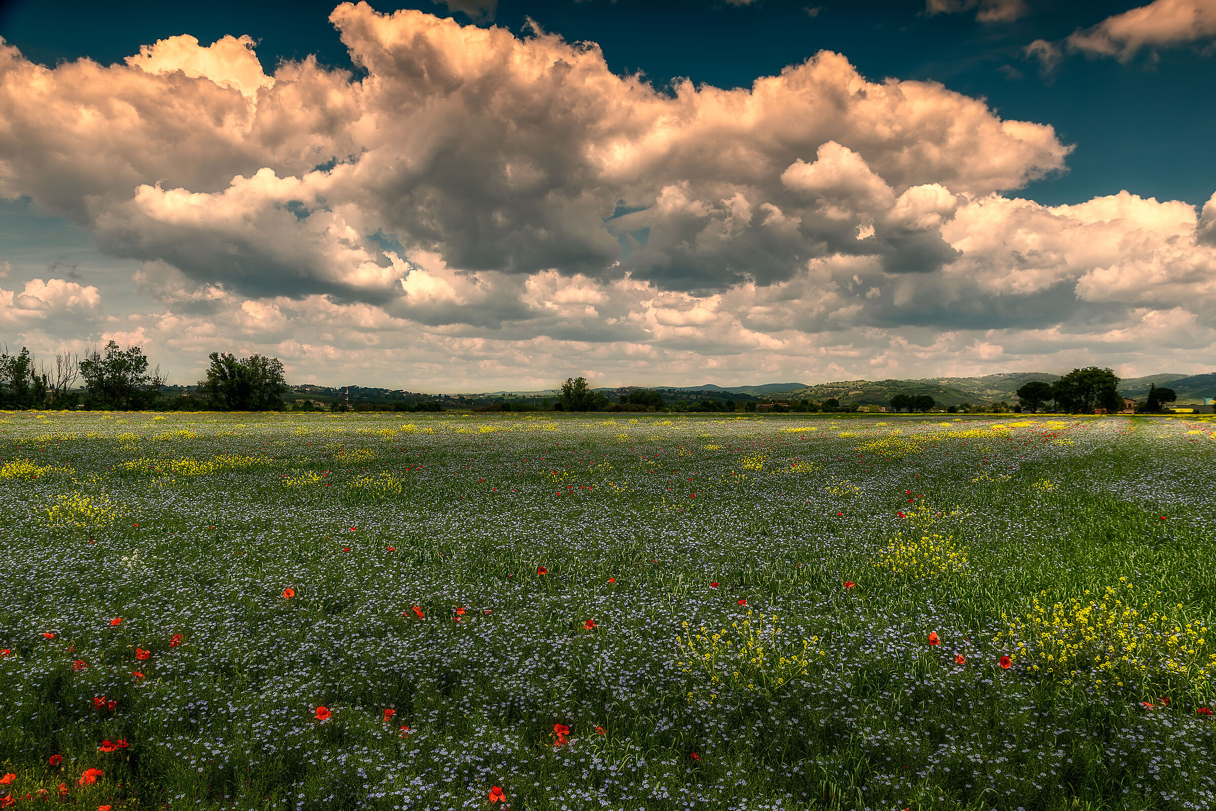 meadows infested with colors in the plain of s.egidio (pg)...