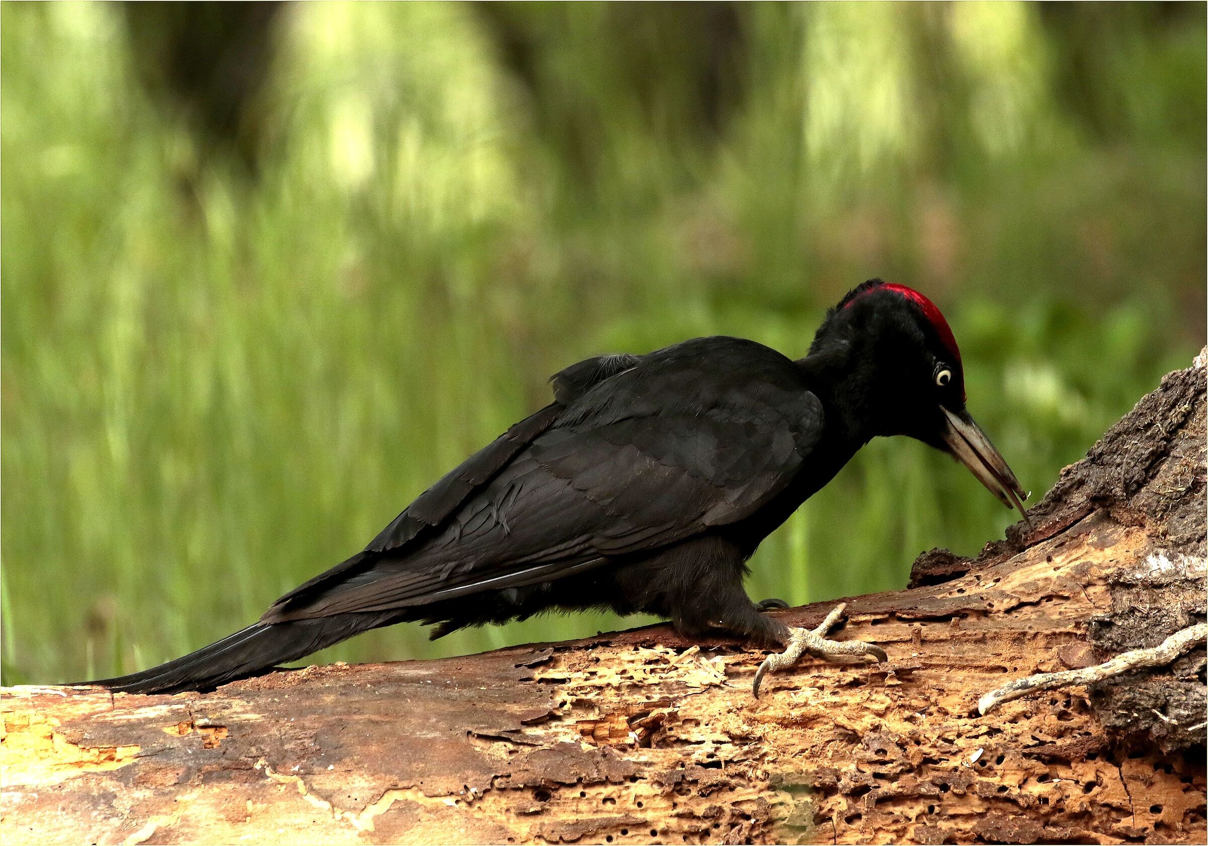 '' Black woodpecker ''...