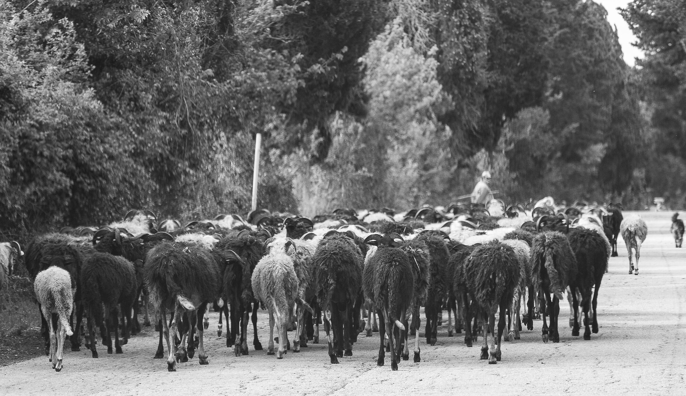 I greggi di pecore del parco naturale di Coltano...