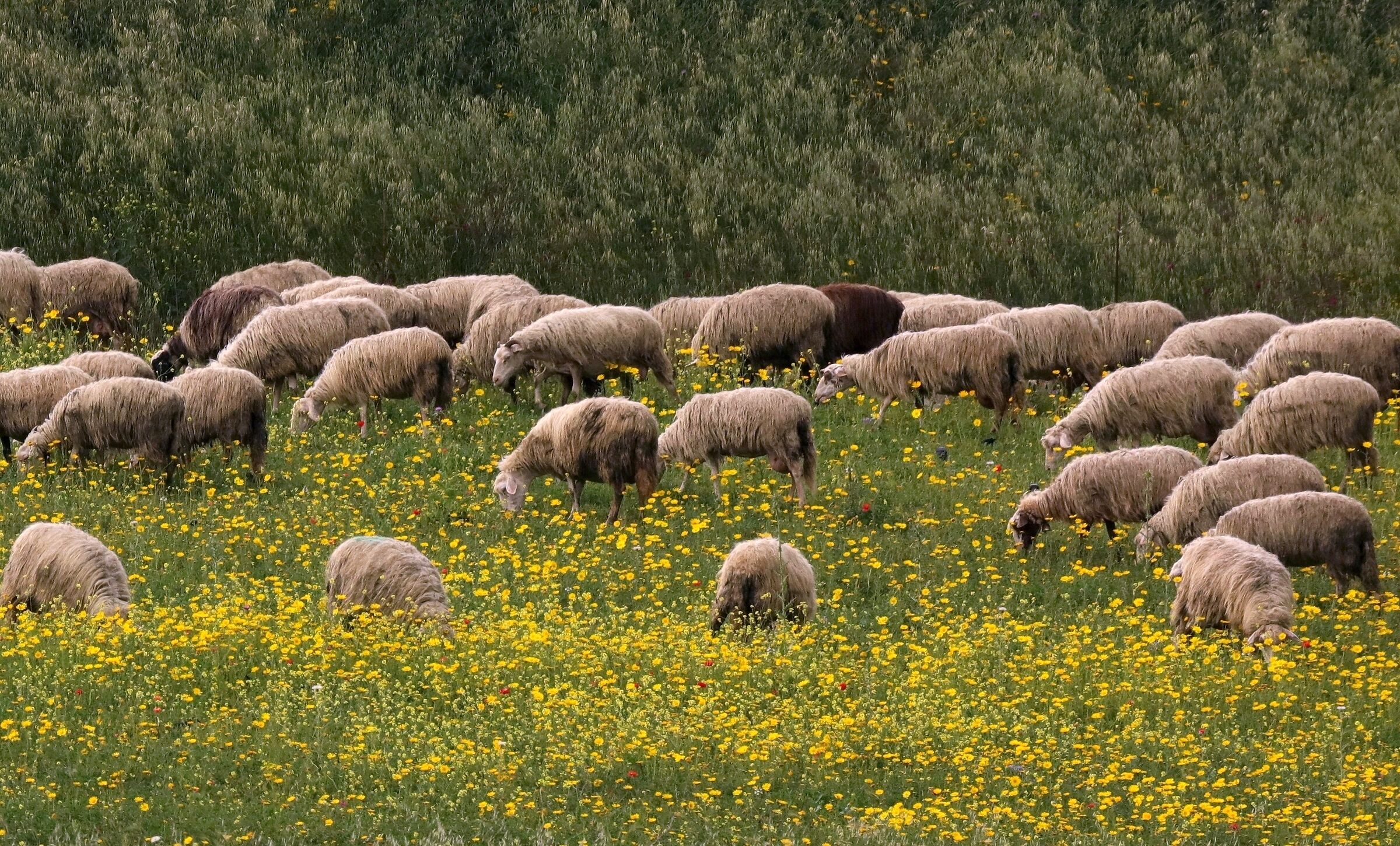 Sheep grazing...