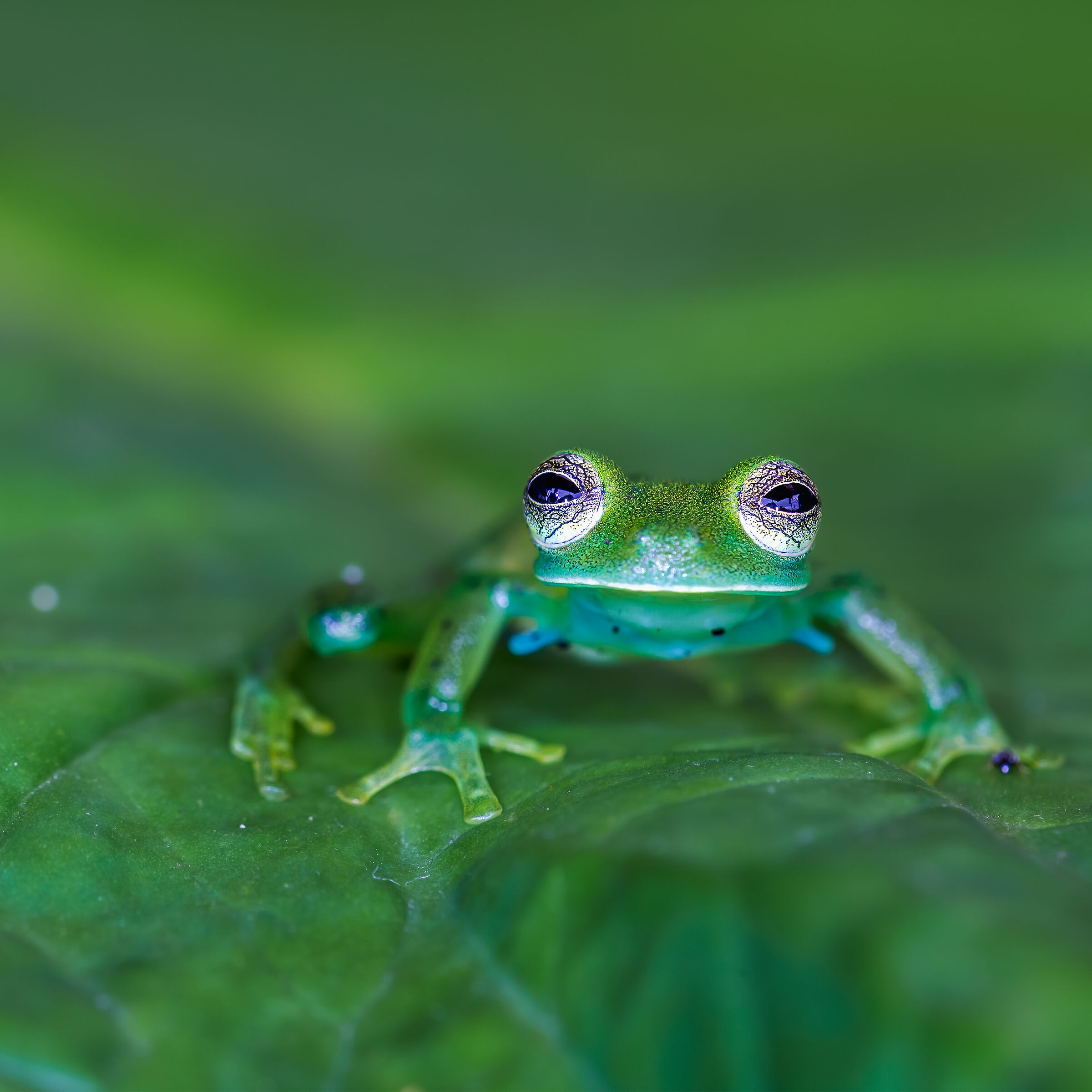 glass frog...