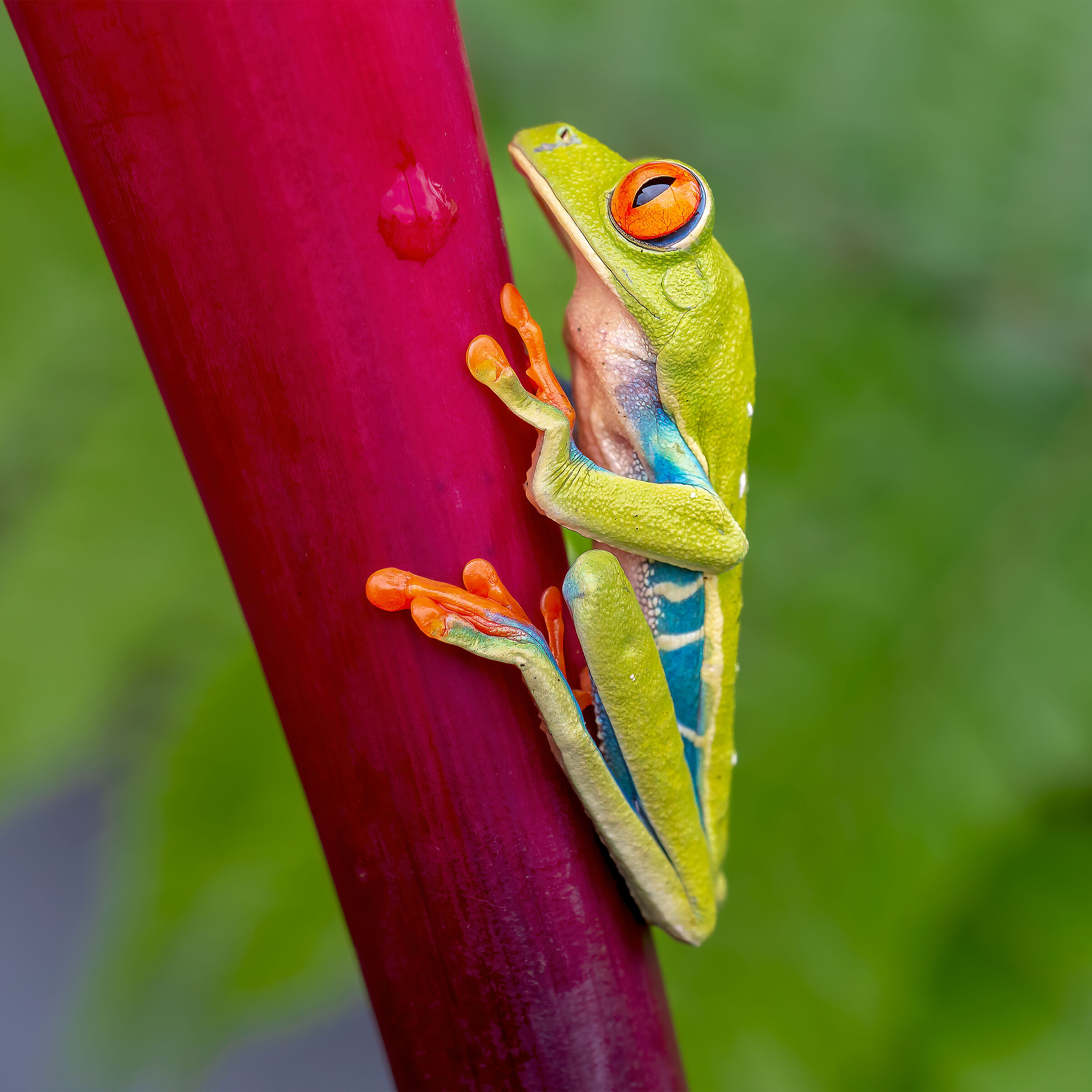 red eye tree frog...