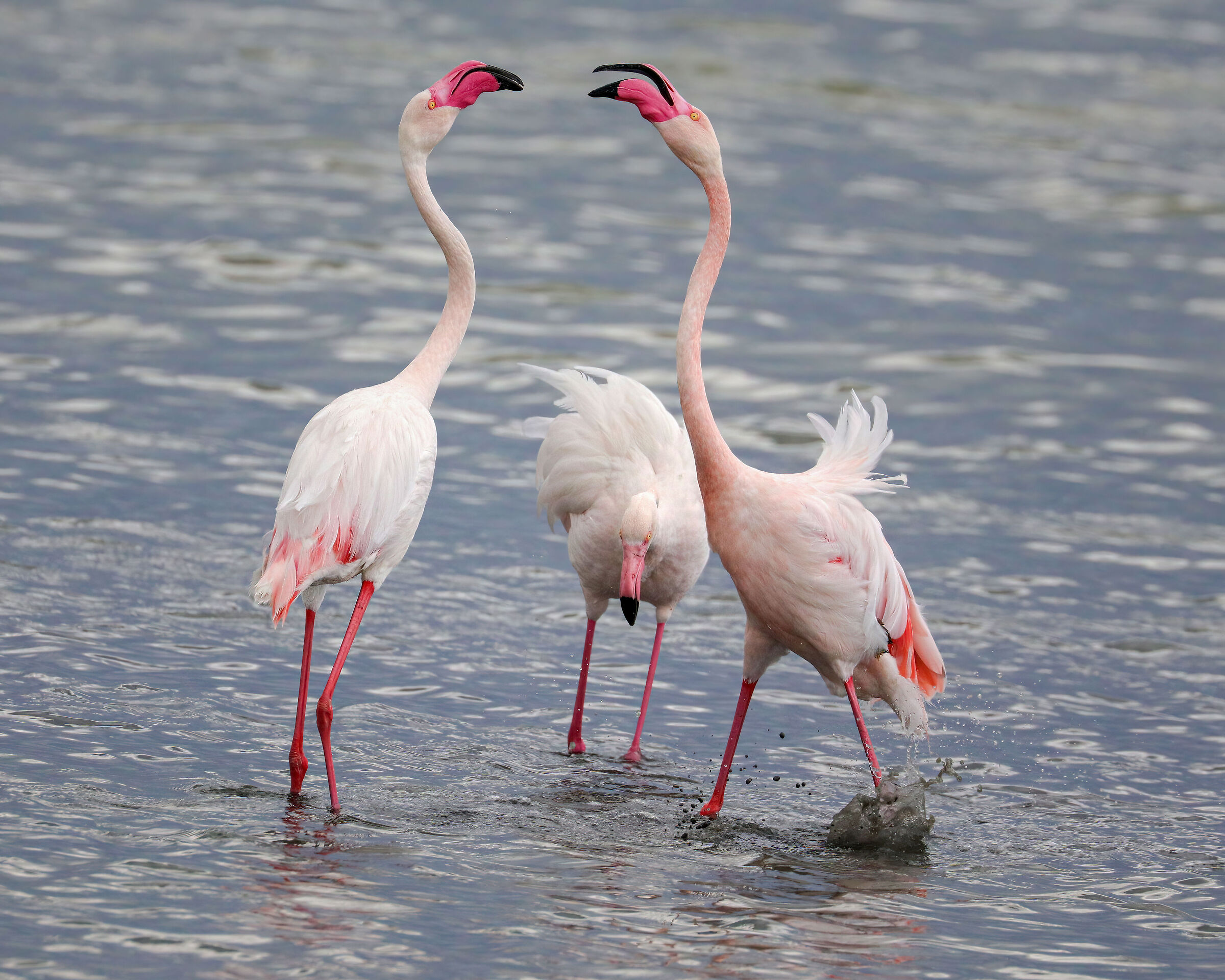 And I among you .... Pink flamingos ...