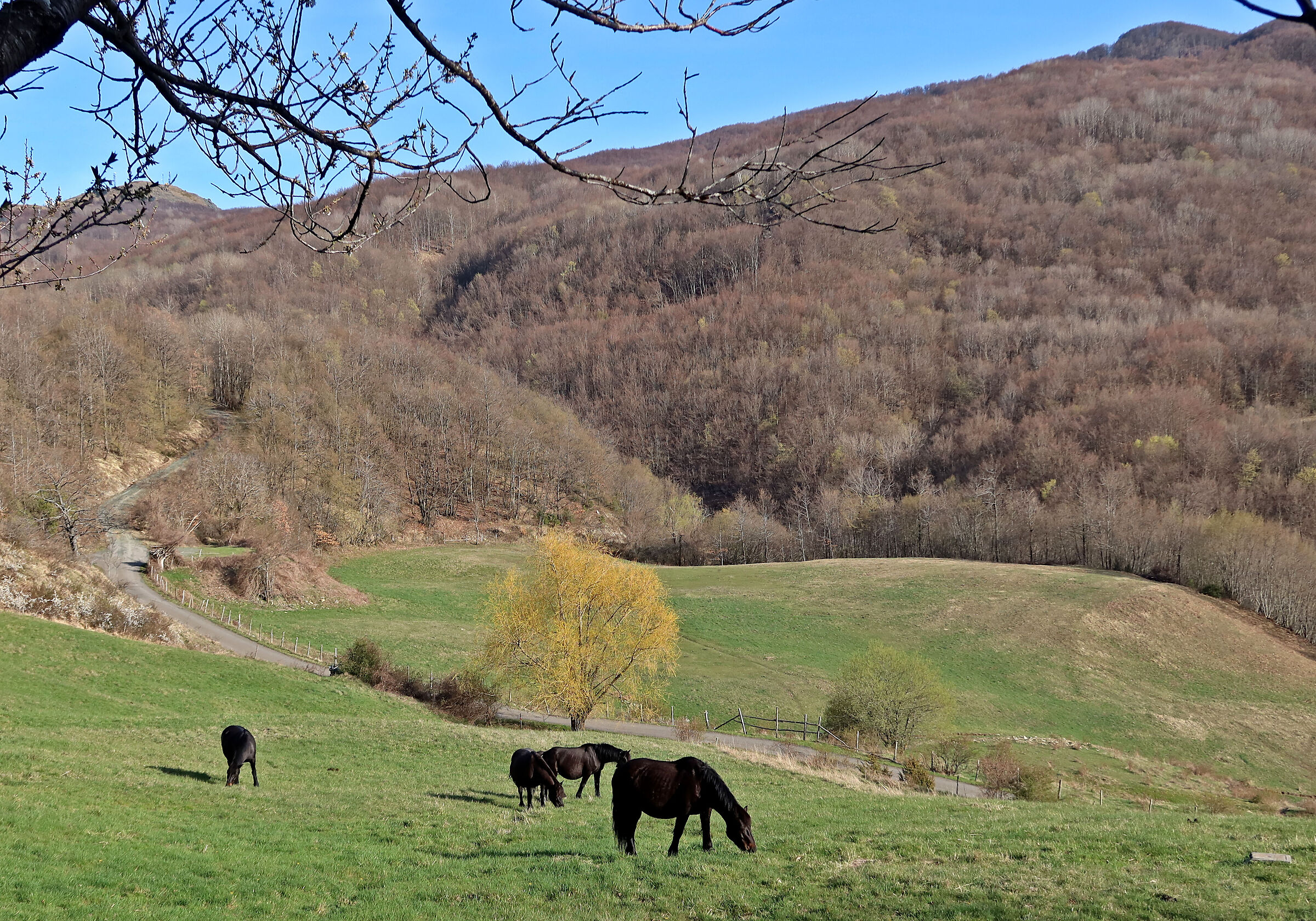 Spring in the Apennines...