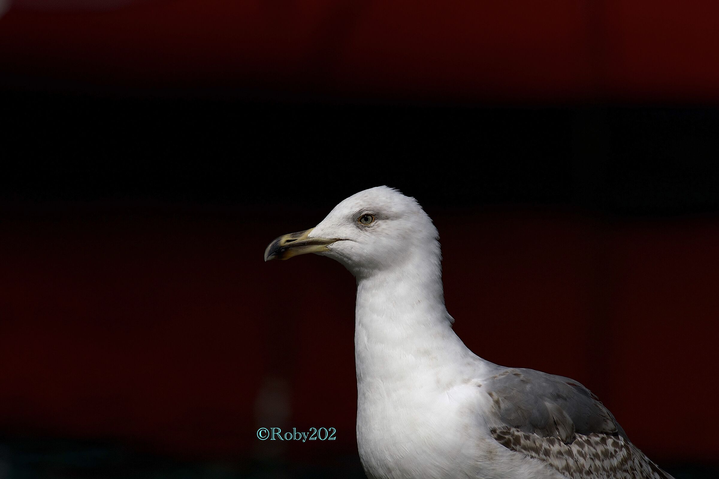 Seagull portrait...