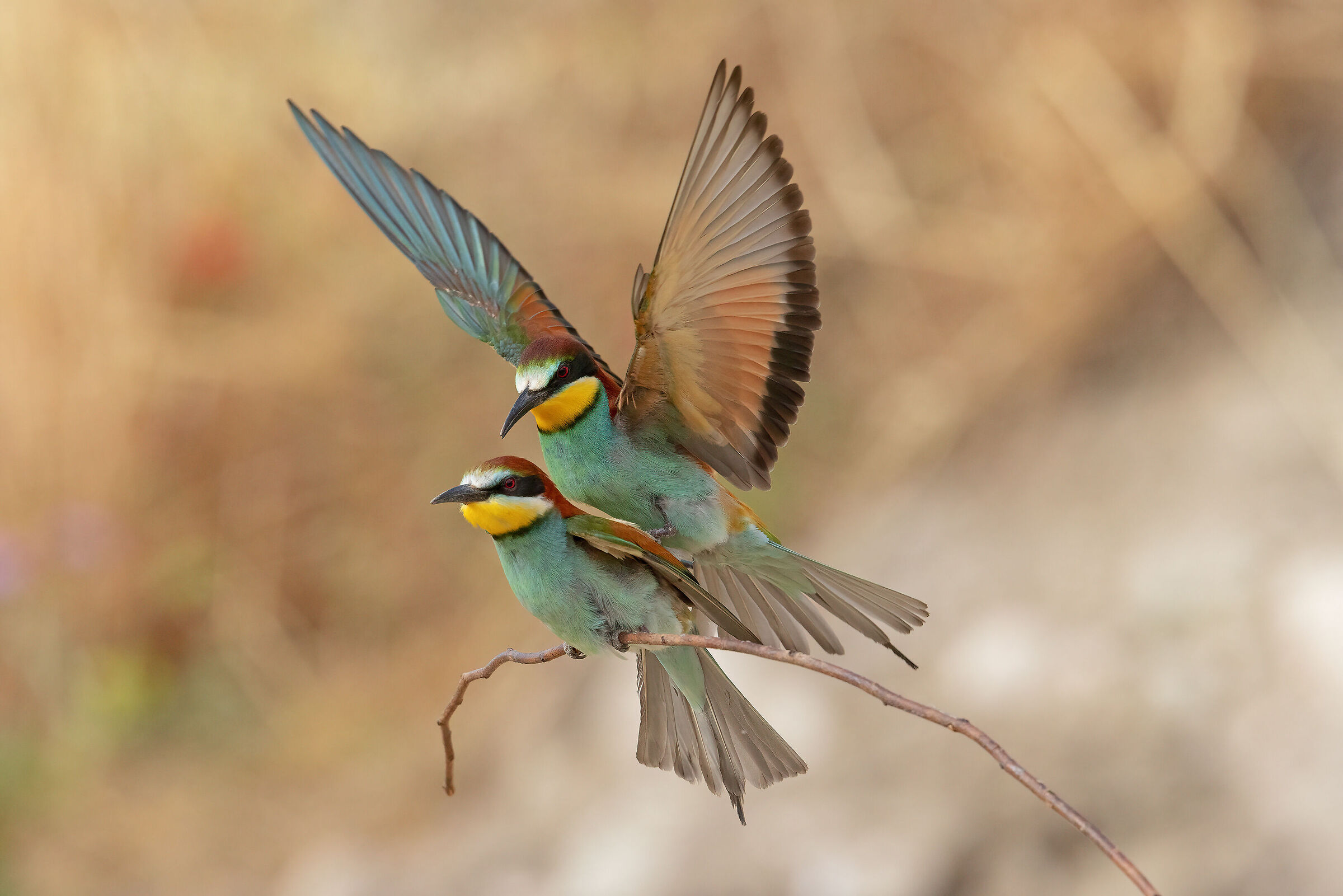 time of Bee-eaters...