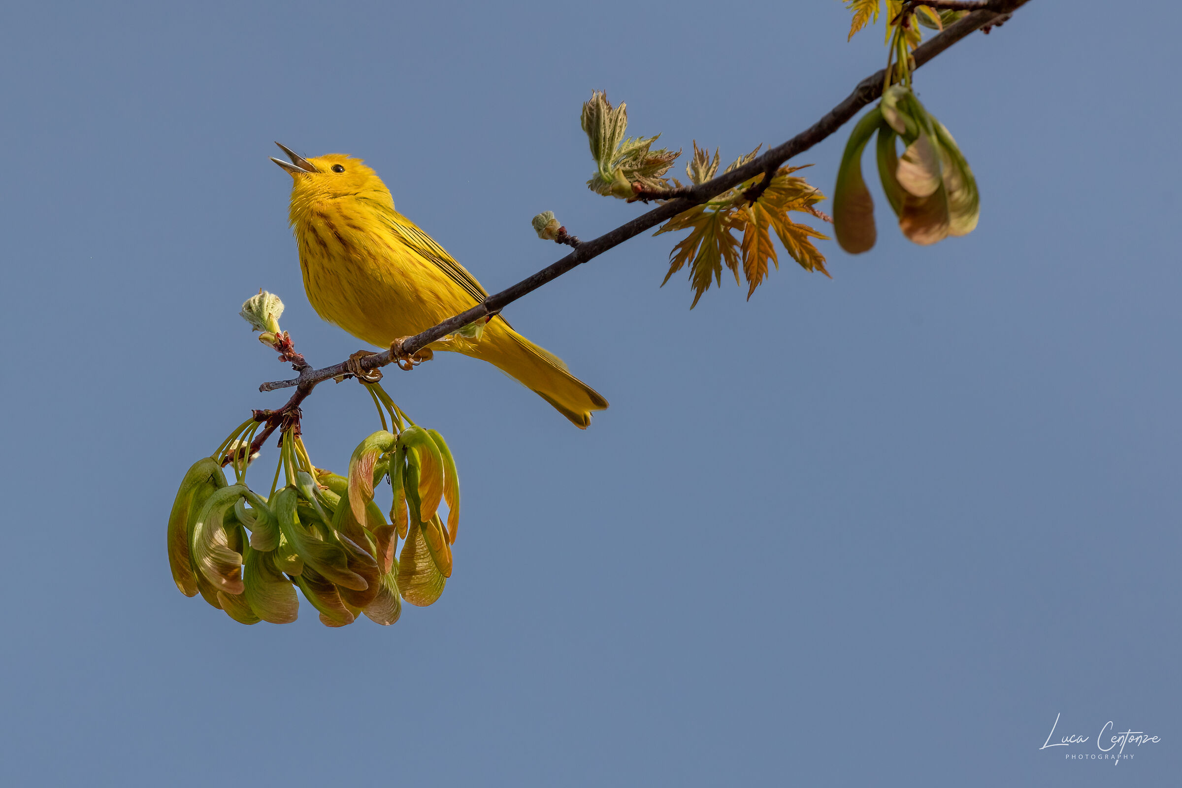 And what a yellow it is! (Yellow Warbler)...