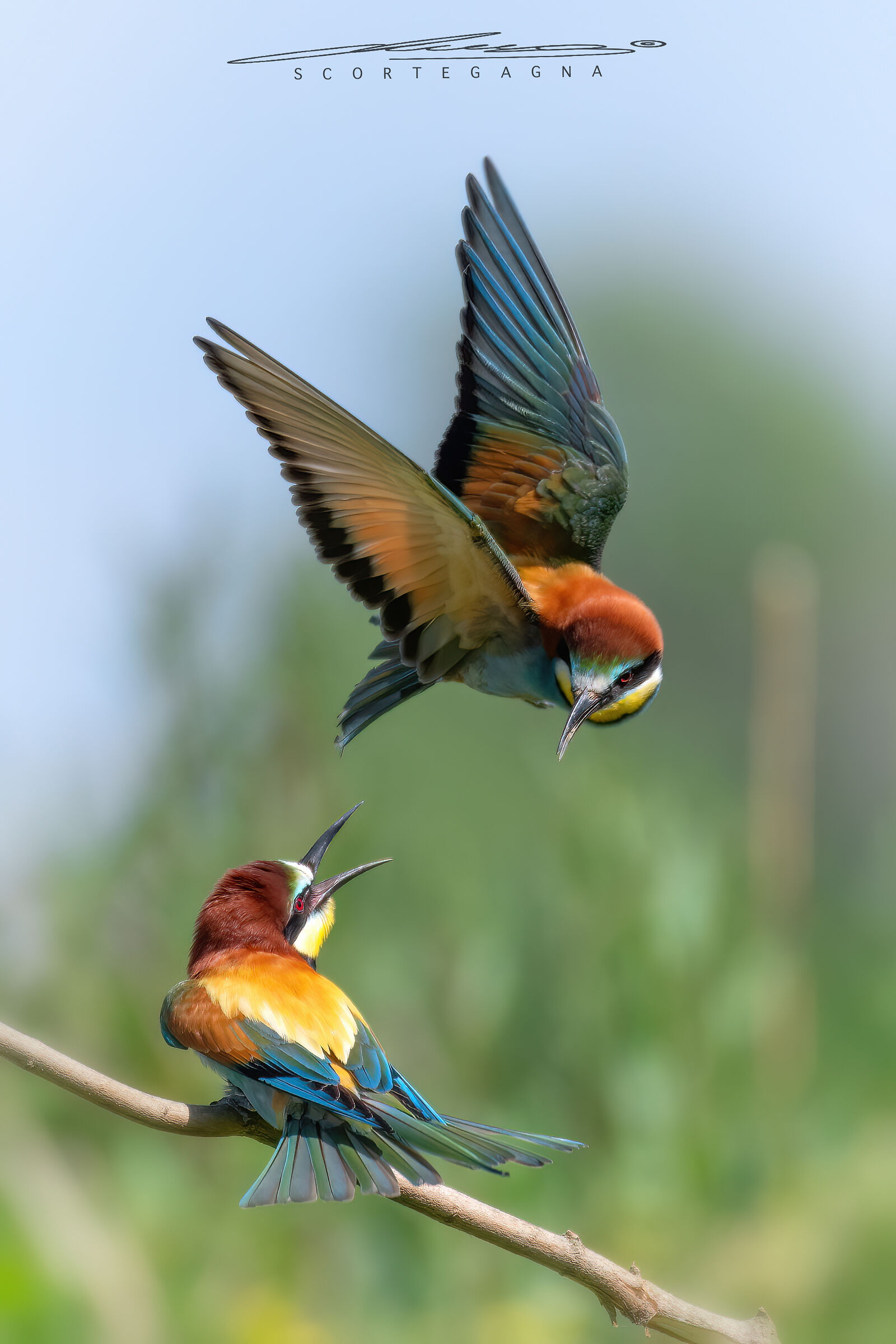 Quarrel between bee-eaters...