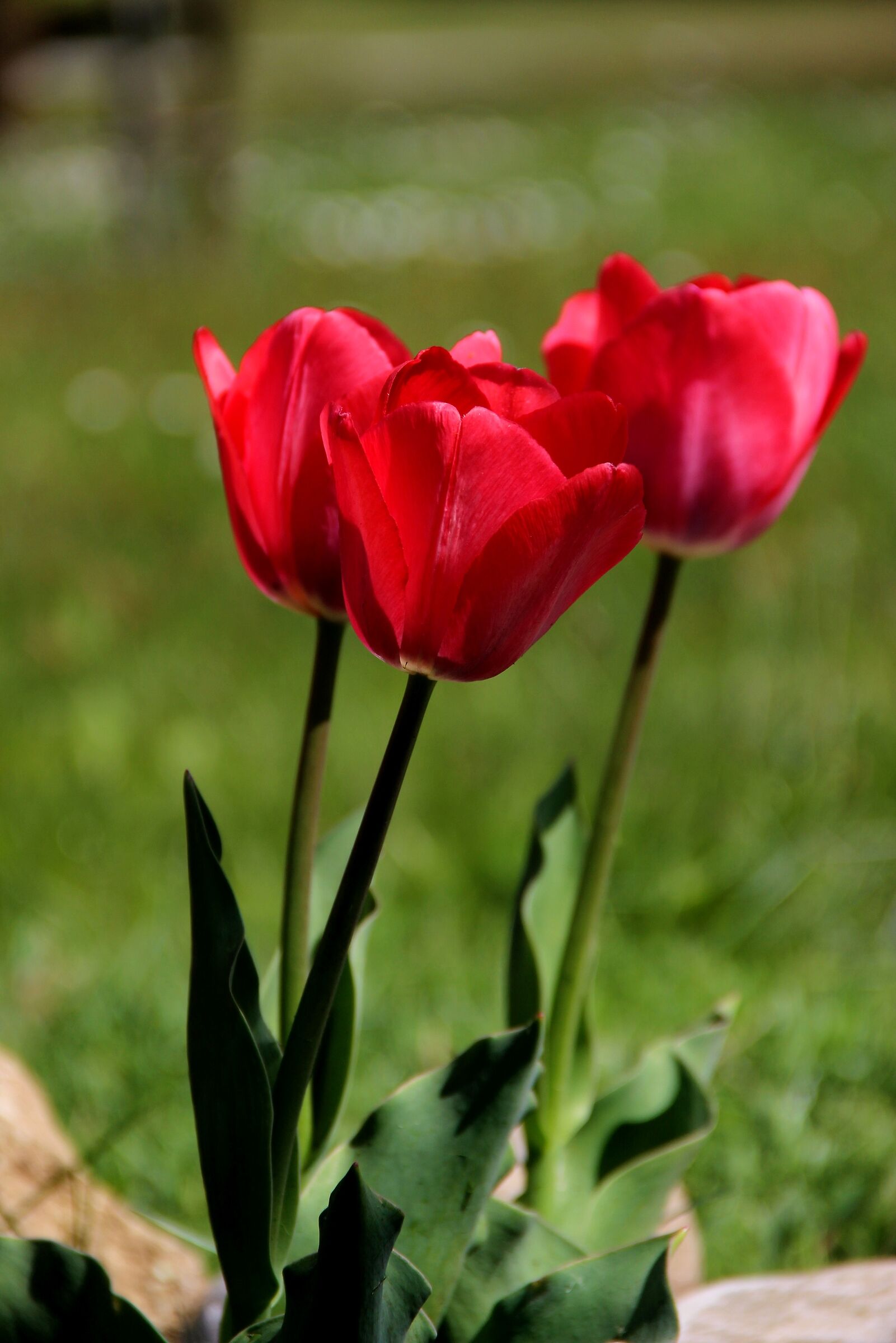 Tris Of Tulips...