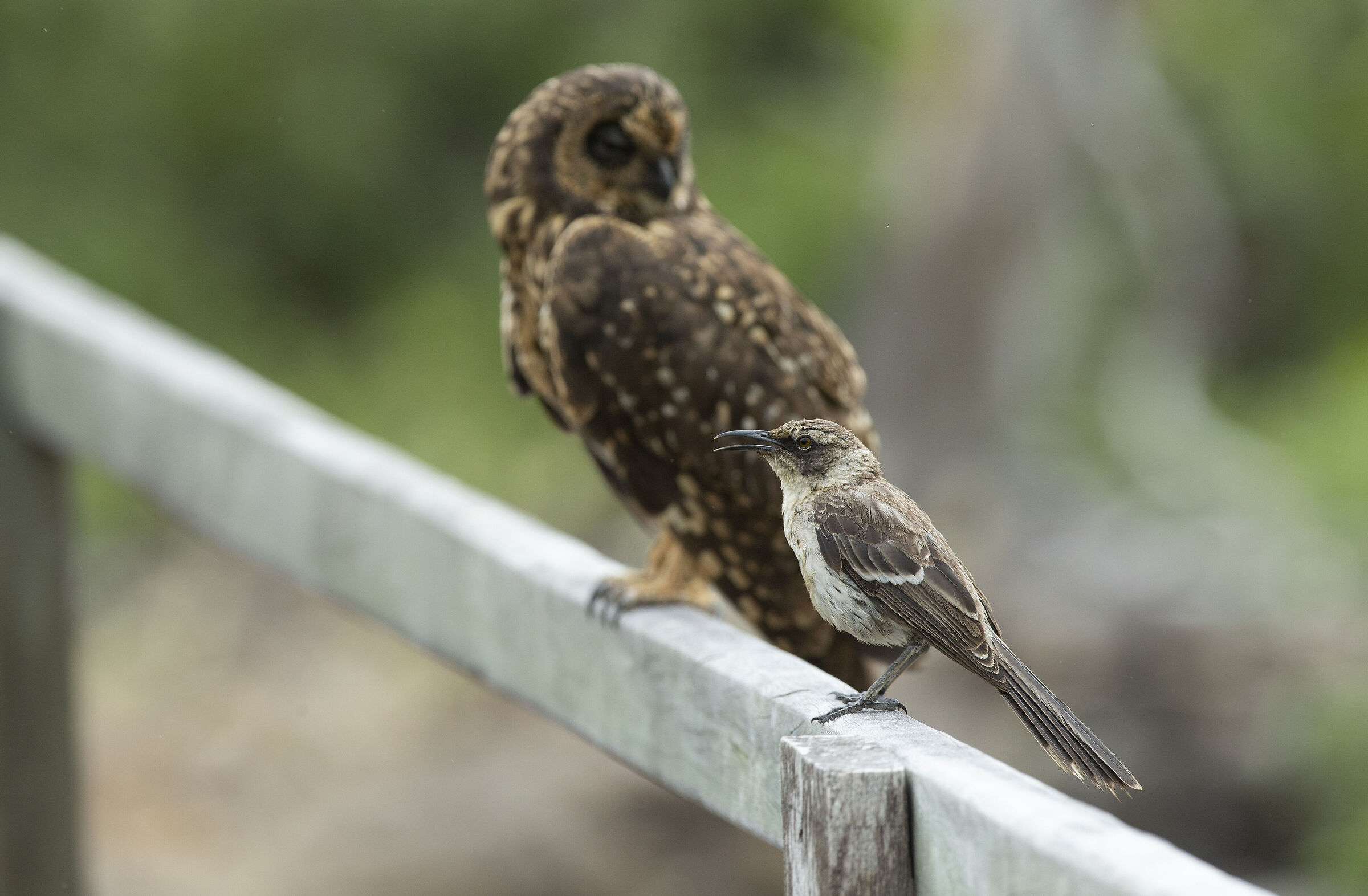 Galapagos Mockingbird and Short eared owl...