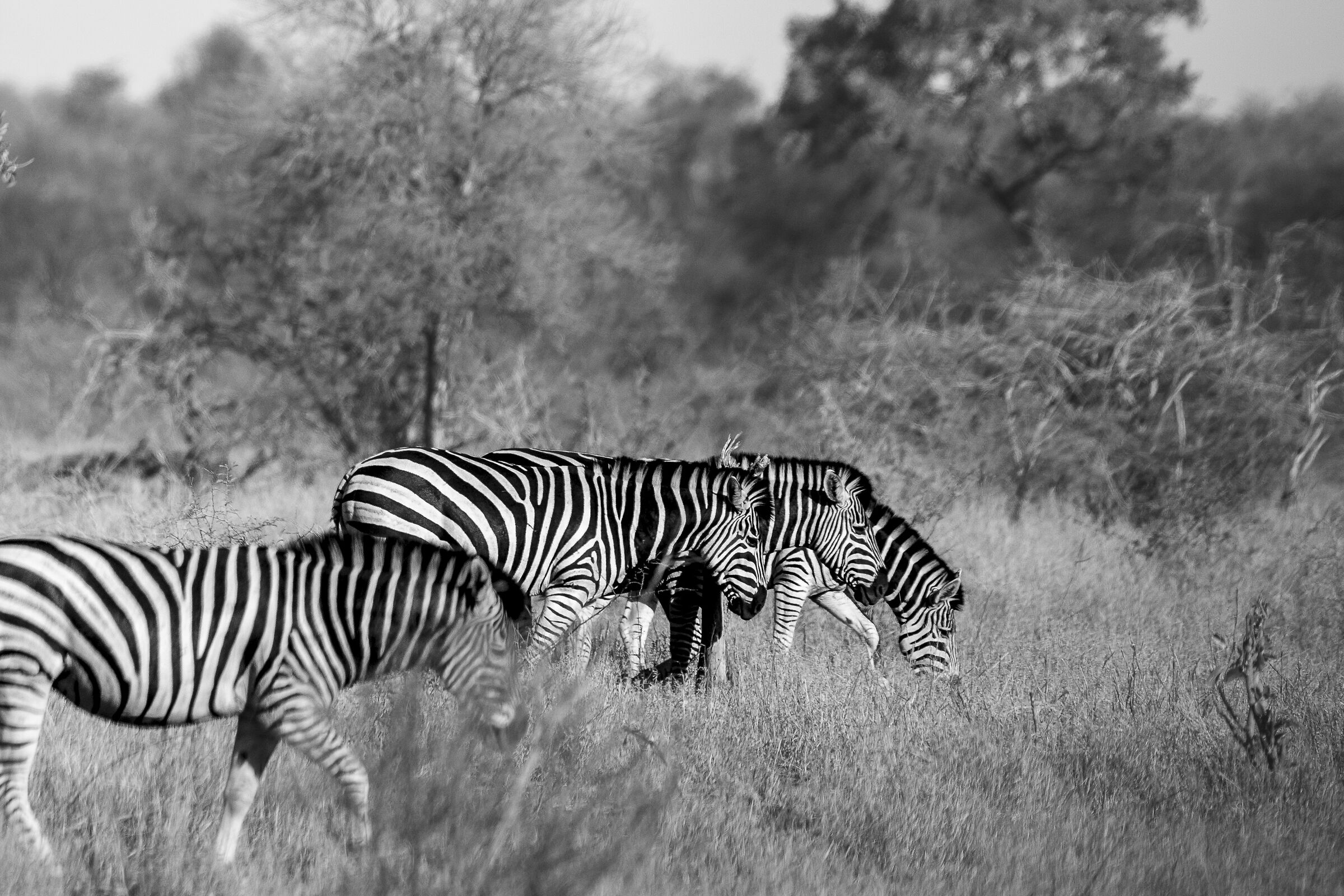 Zebras...