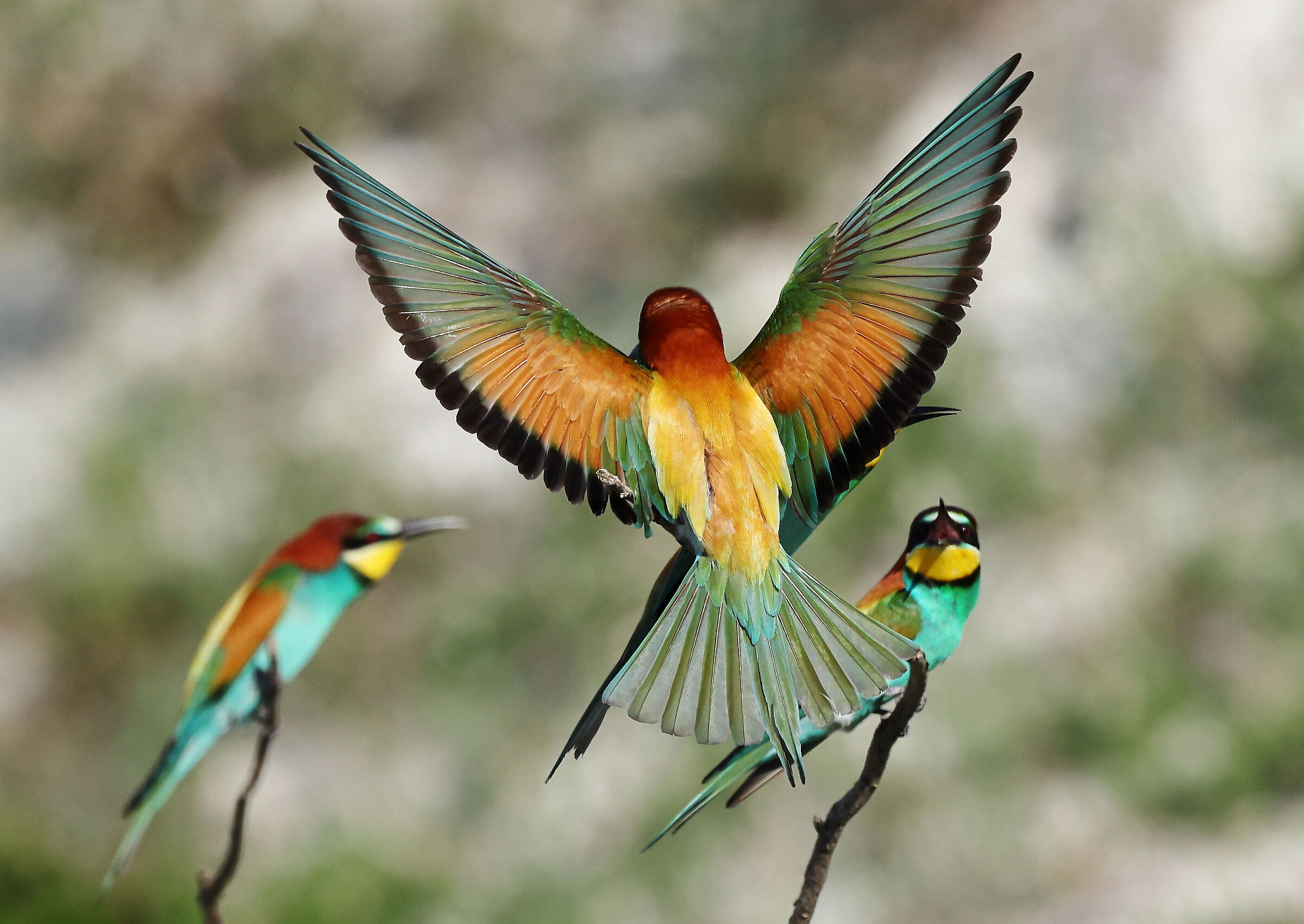 Bee-eaters....