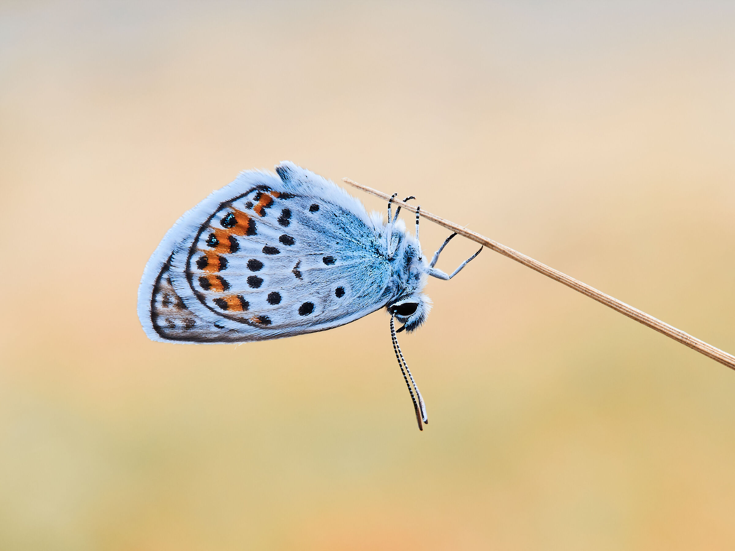 silver-studded blue...