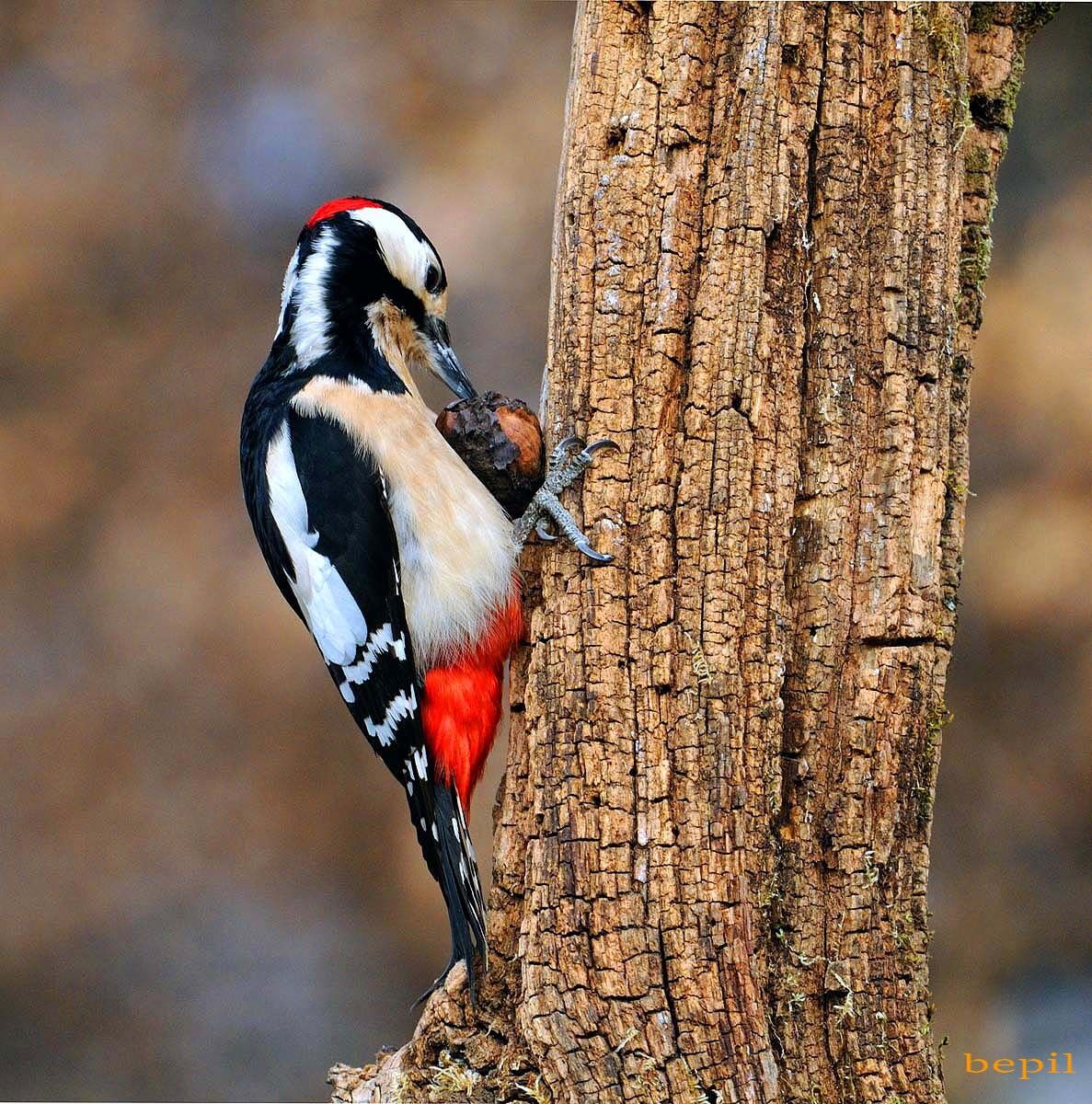 Woodpecker ...