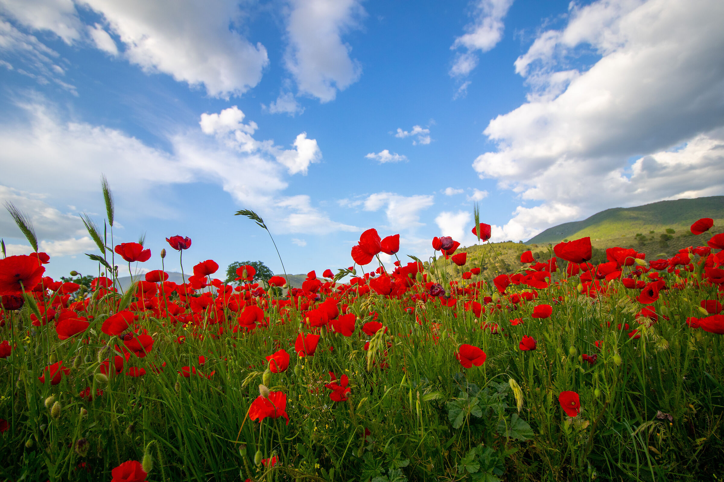 A thousand red poppies...