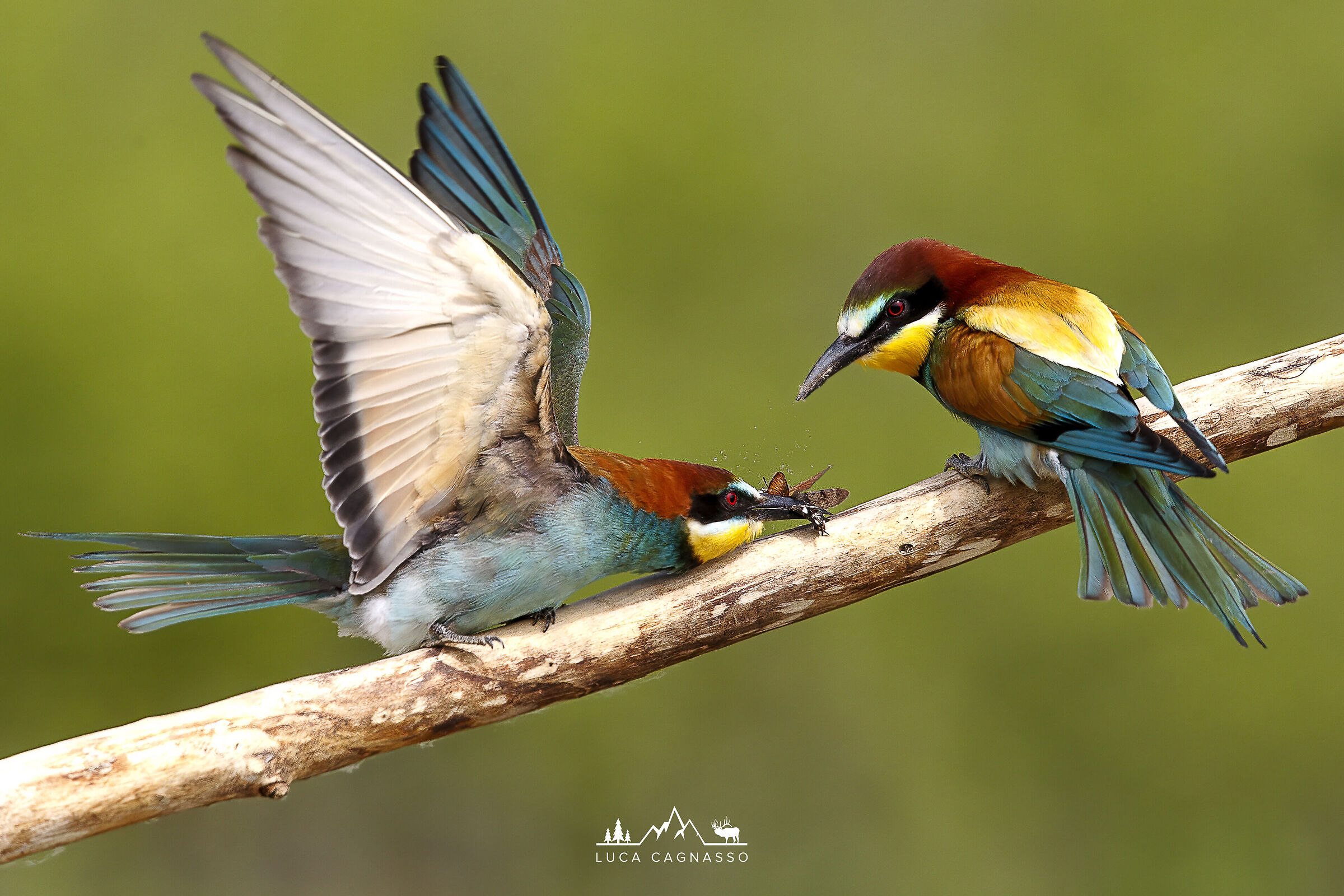 Bee-eaters - The gift...